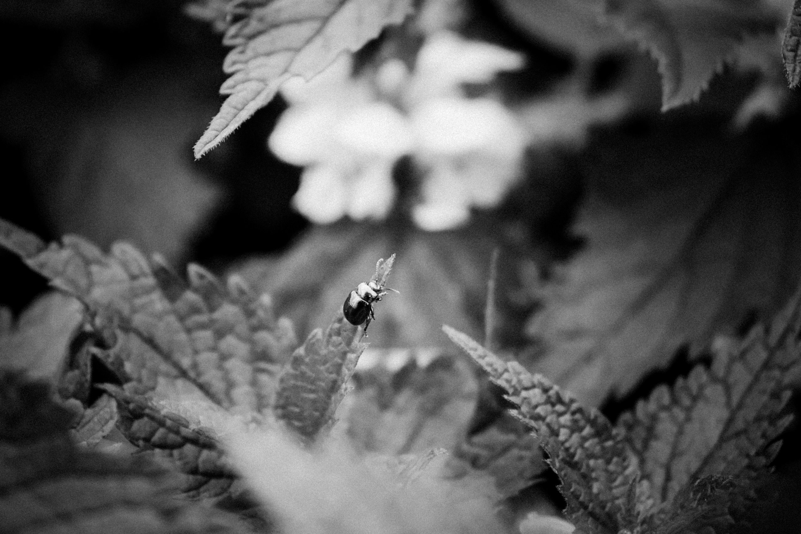 Russian nature, June 2020. Photographer in Israel Alice Milchin