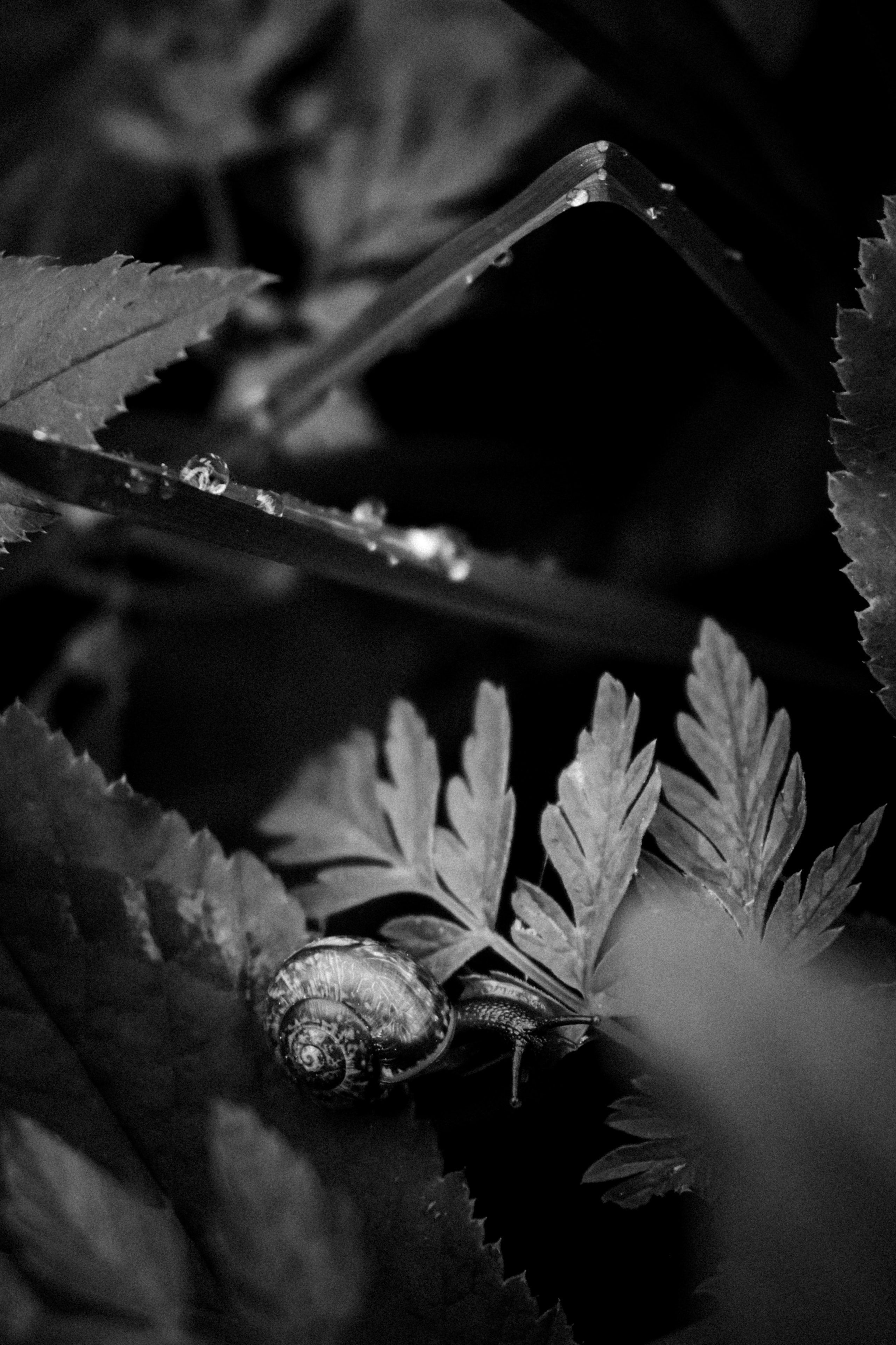 Russian nature, June 2020. Photographer in Israel Alice Milchin