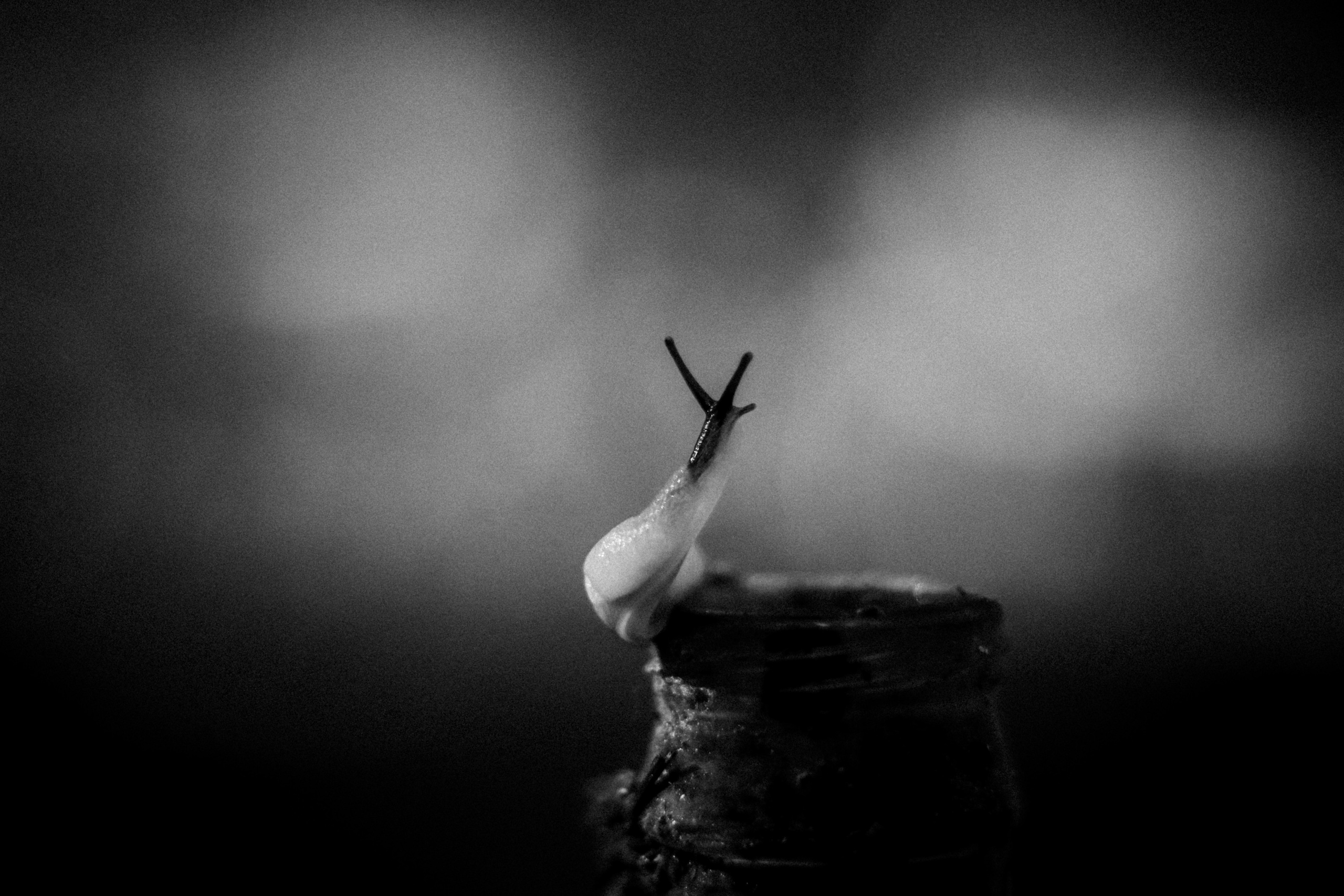 Cleaning the forest with Arshak Makichyan and Tasha Tale, August 2021. Photographer in Israel Alice Milchin