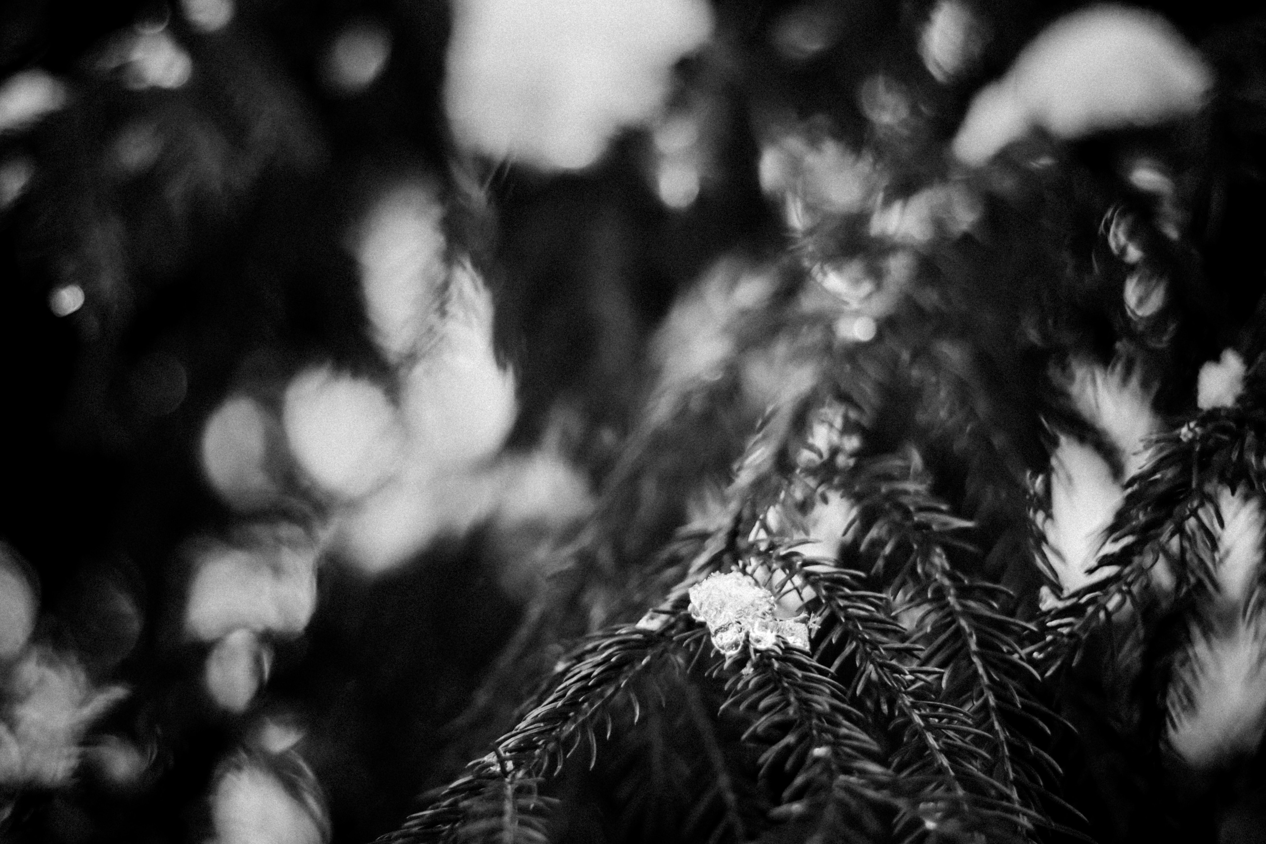 Russian nature, June 2020. Photographer in Israel Alice Milchin