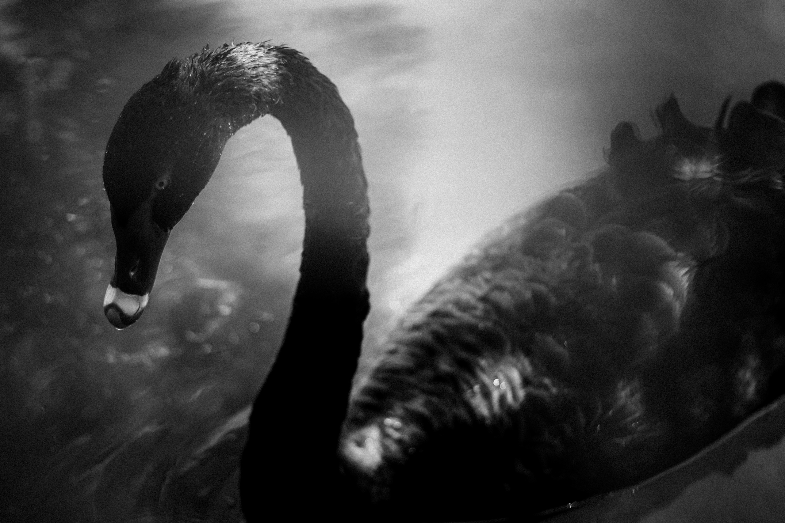 Limassol Zoo, Cyprus, August 2021. Photographer in Israel Alice Milchin