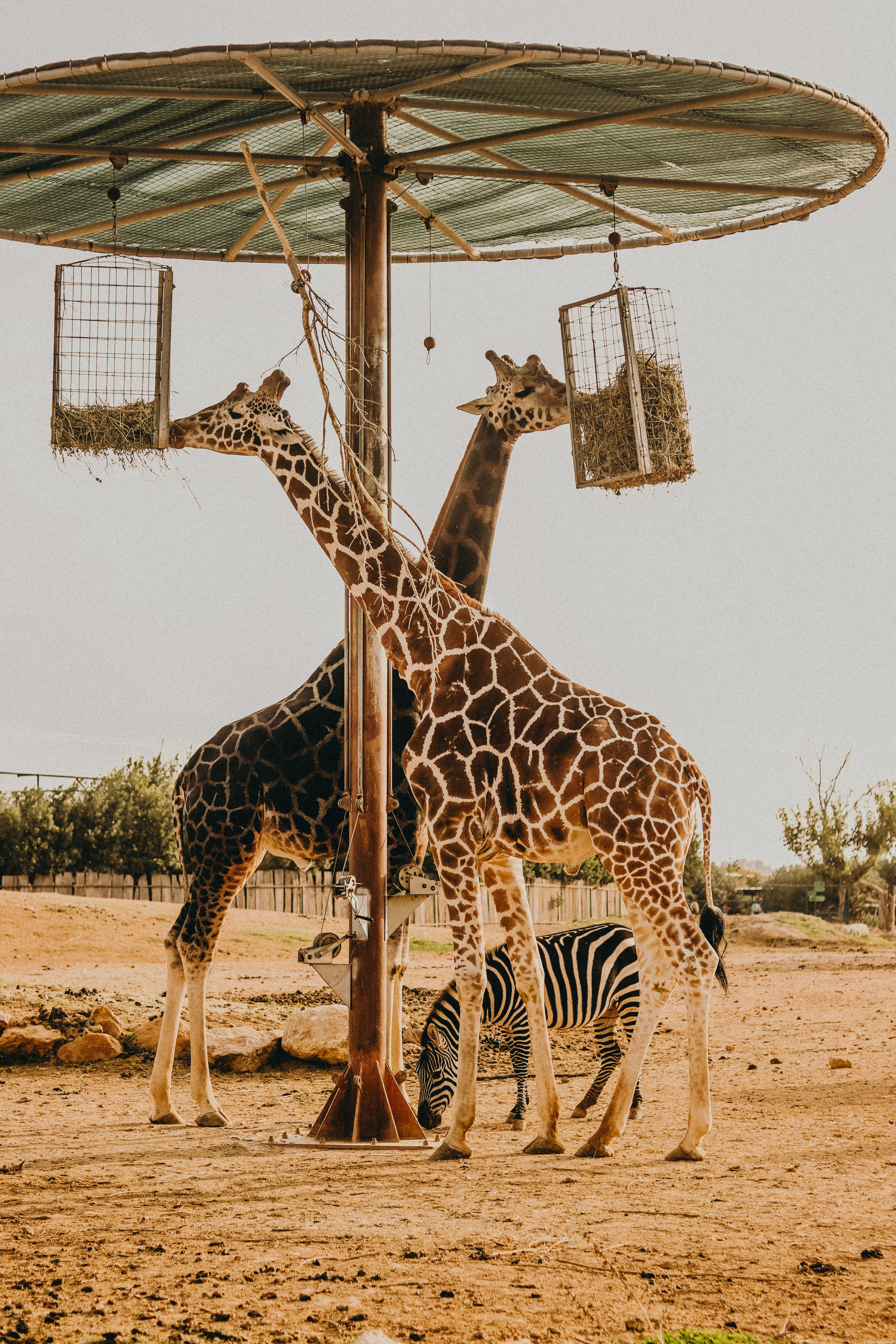 Attica Zoo, Greece, November 2021. Photographer in Israel Alice Milchin