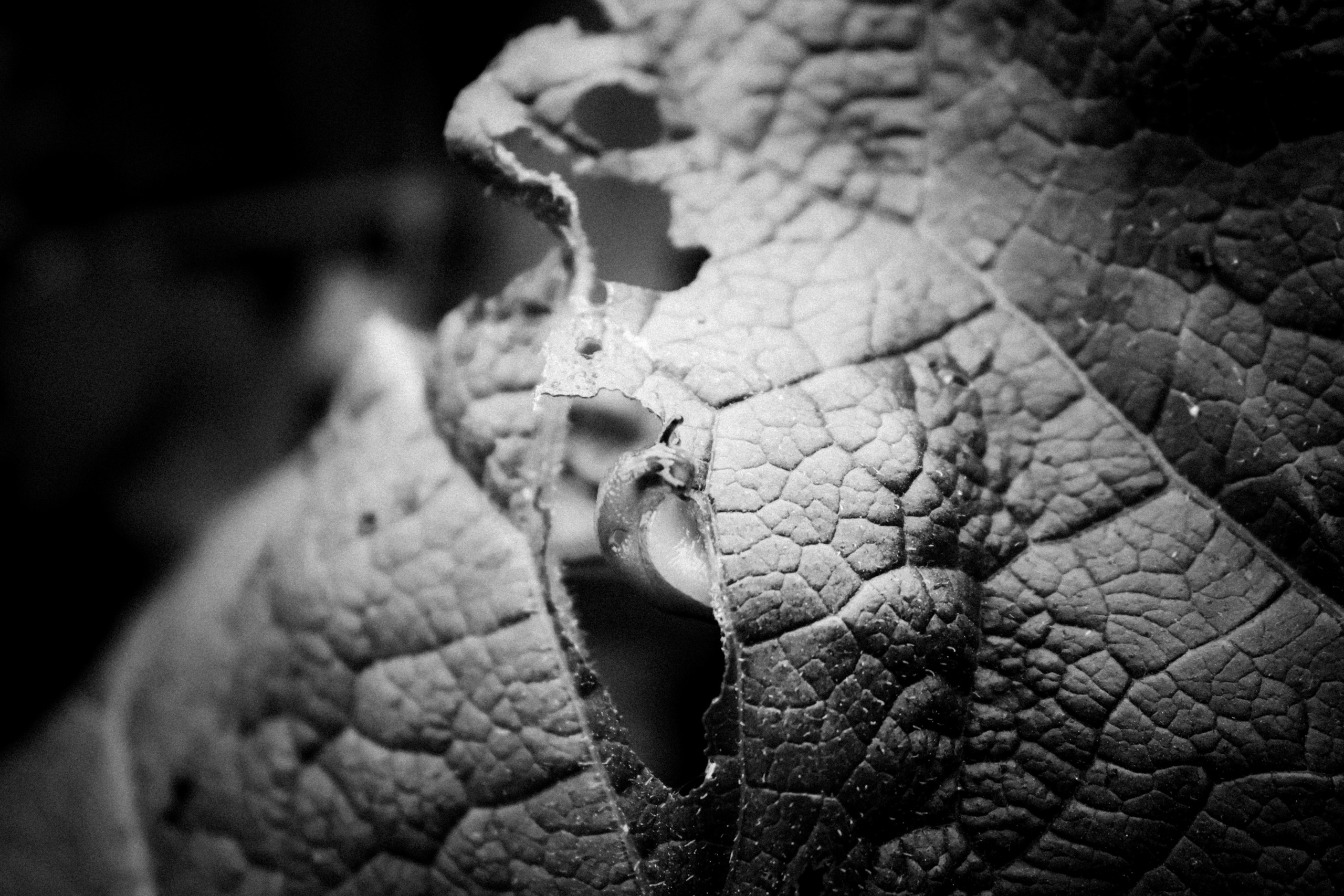 Russian nature, June 2020. Photographer in Israel Alice Milchin