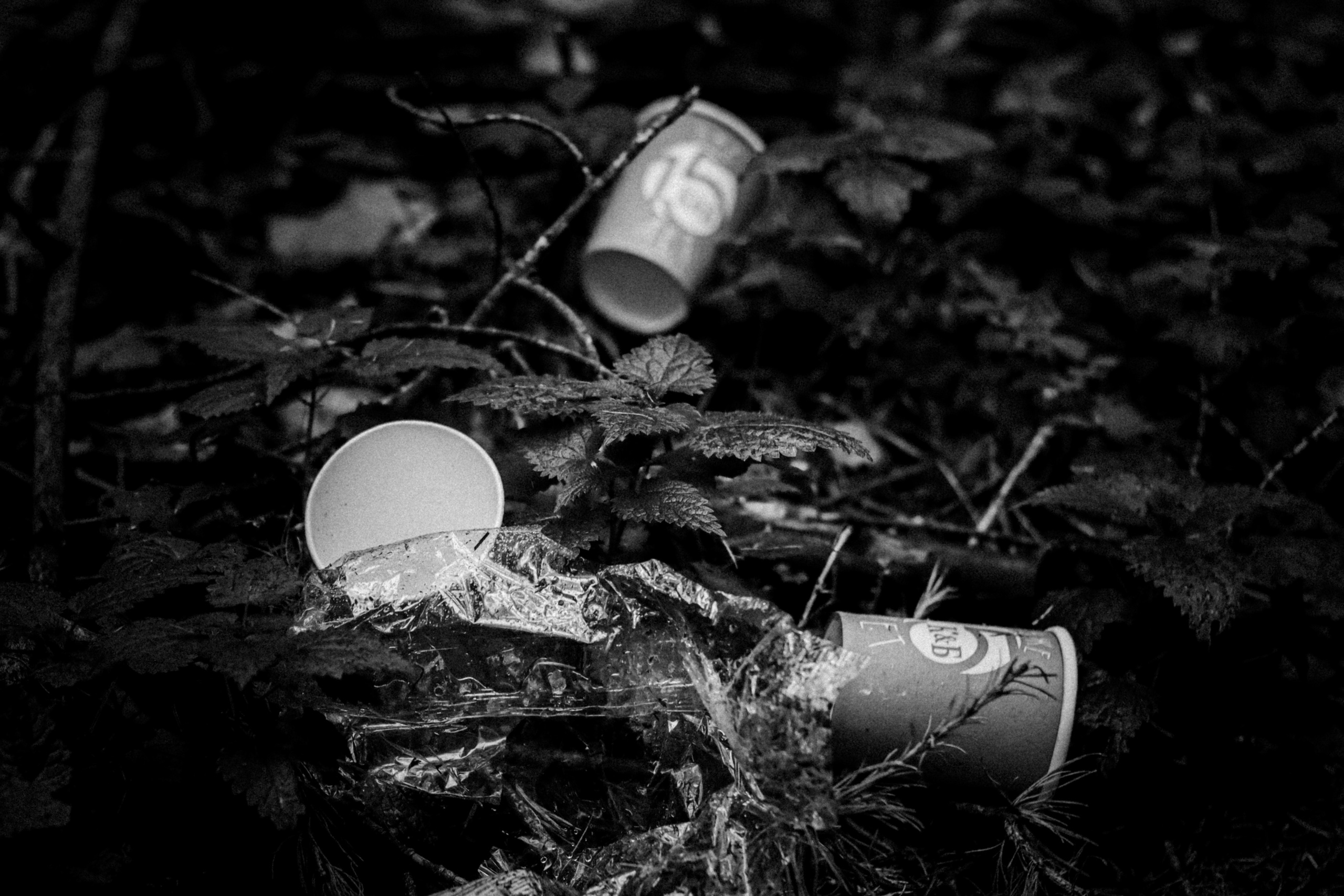 Cleaning the forest with Arshak Makichyan, September 2021. Photographer in Israel Alice Milchin