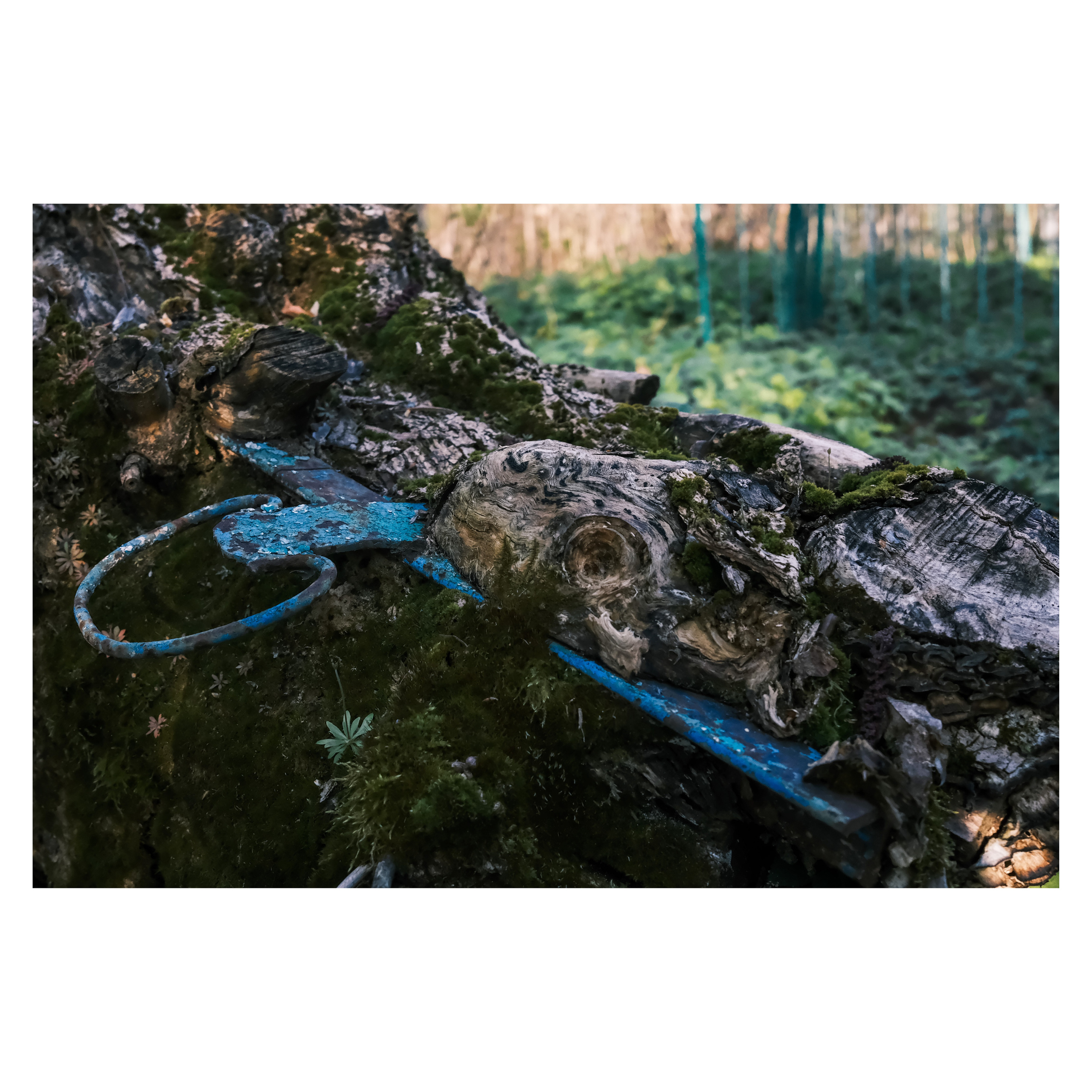 DMITLAG: Memorial, May-June 2022. Photographer in Israel Alice Milchin