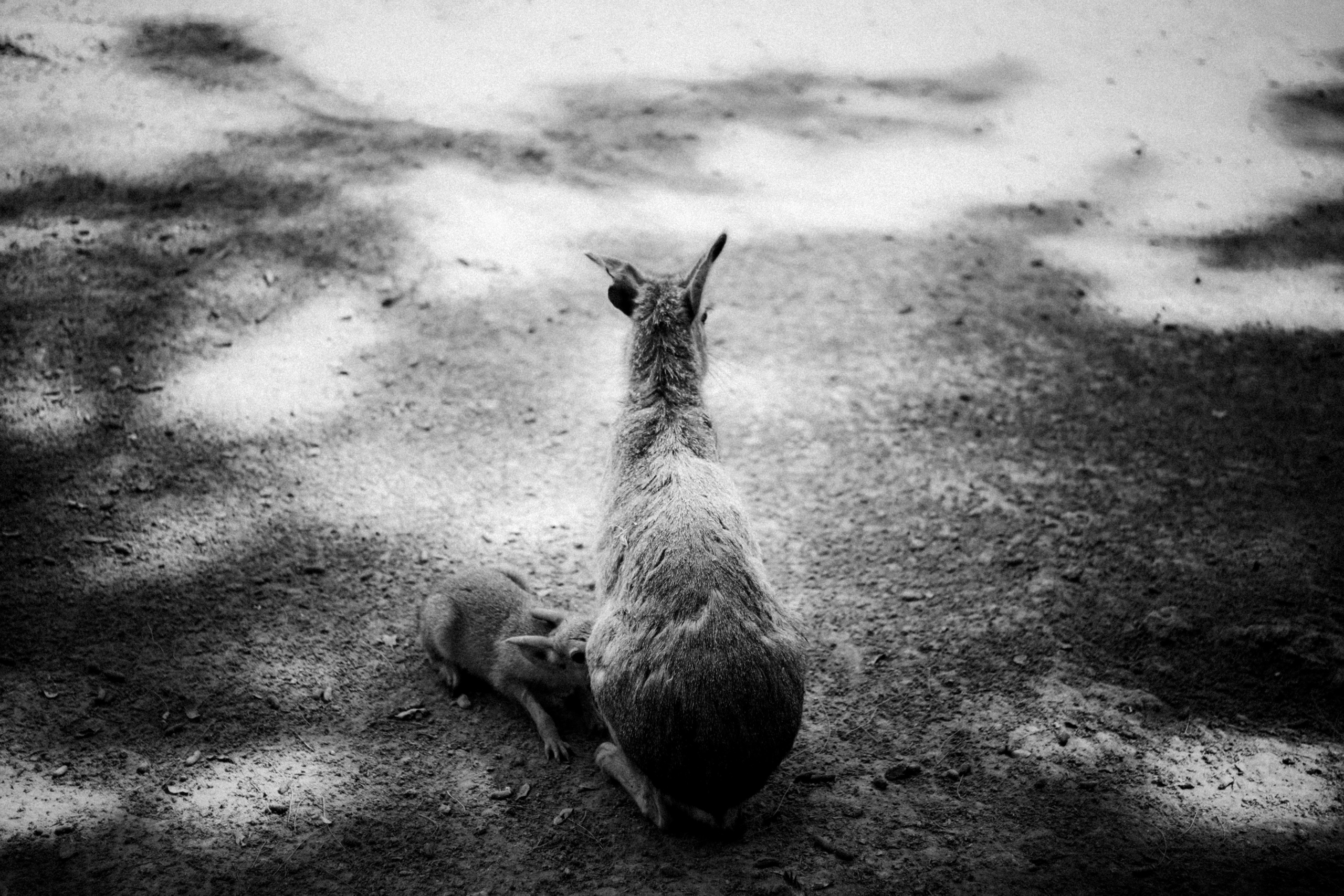 Limassol Zoo, Cyprus, August 2021. Photographer in Israel Alice Milchin