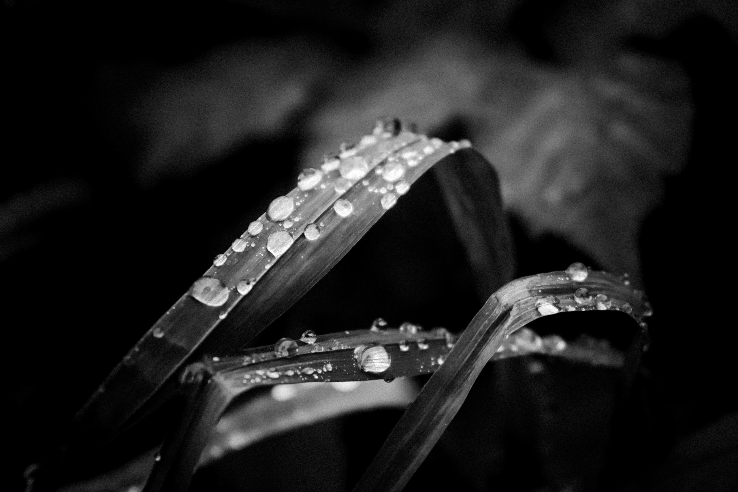 Russian nature, June 2020. Photographer in Israel Alice Milchin