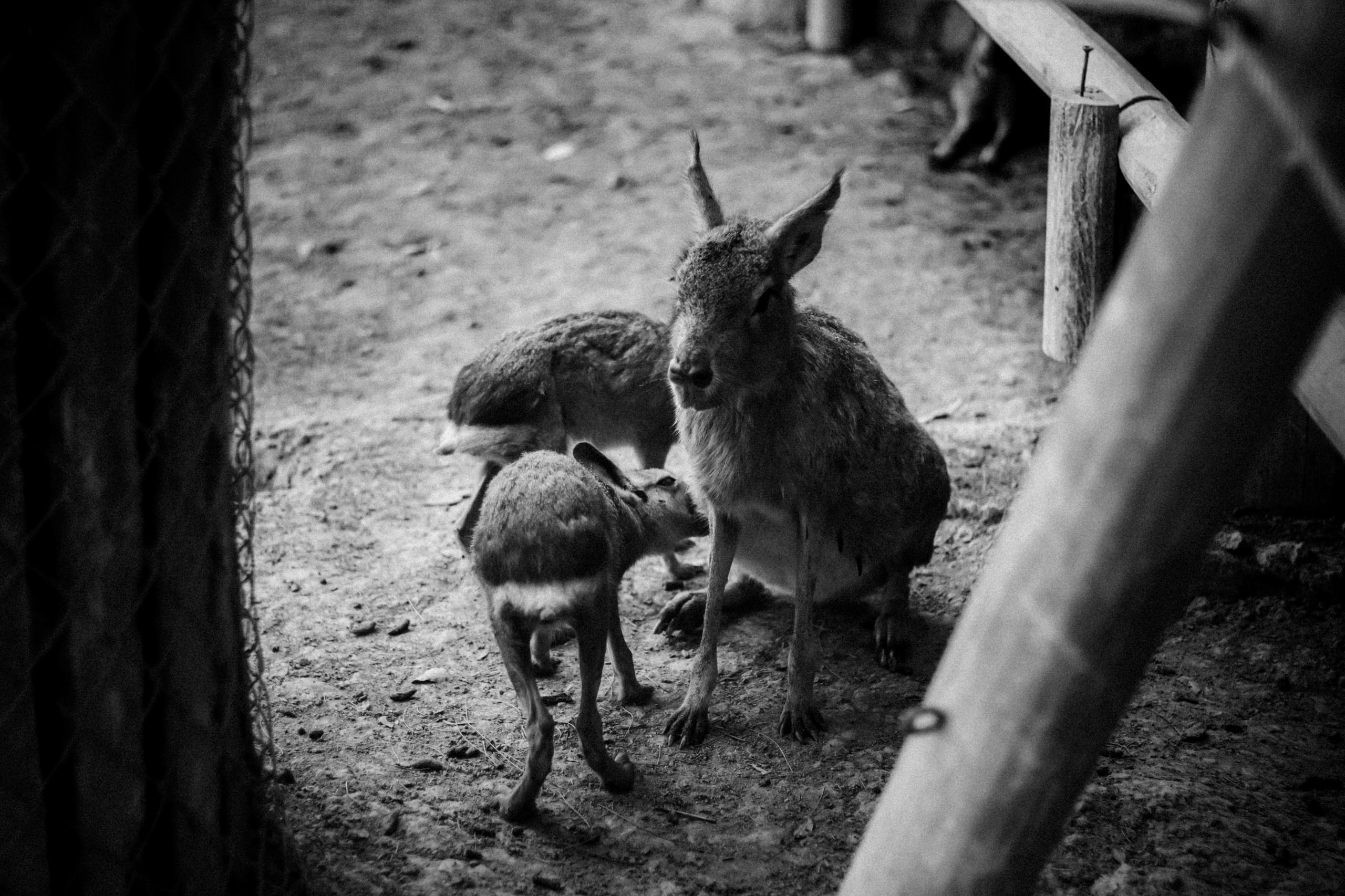 Limassol Zoo, Cyprus, August 2021. Photographer in Israel Alice Milchin
