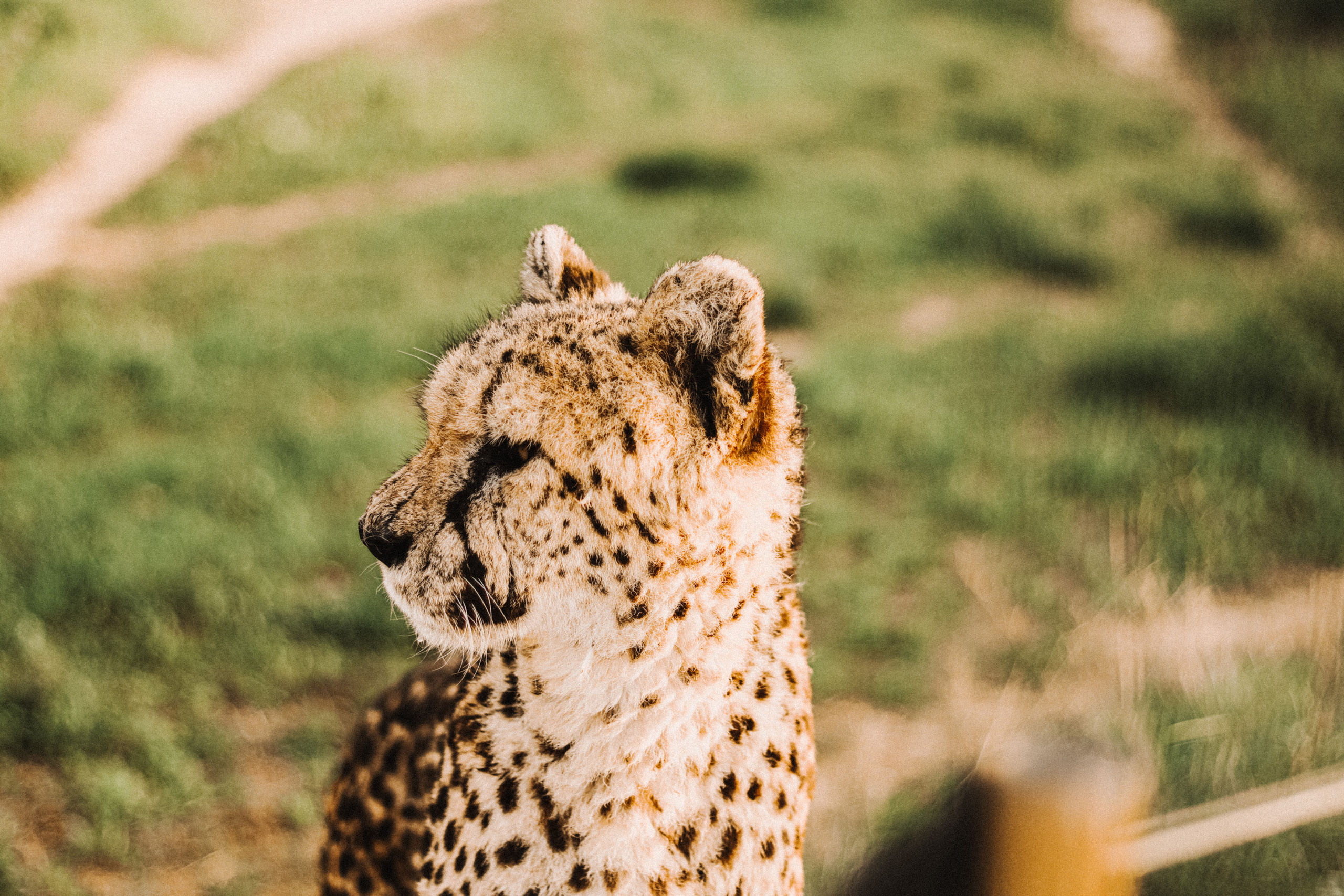 Attica Zoo, Greece, November 2021. Photographer in Israel Alice Milchin
