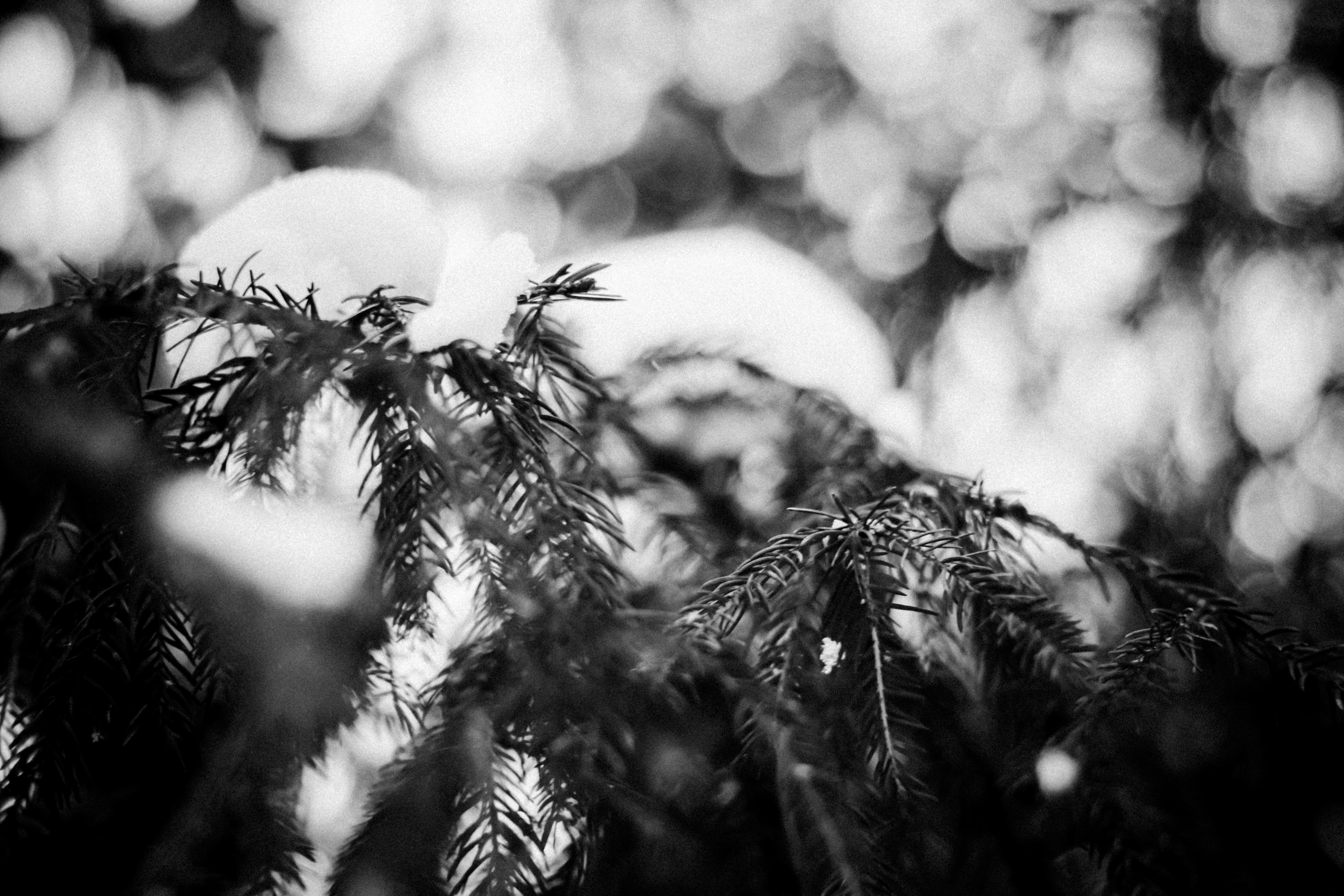 Russian nature, June 2020. Photographer in Israel Alice Milchin