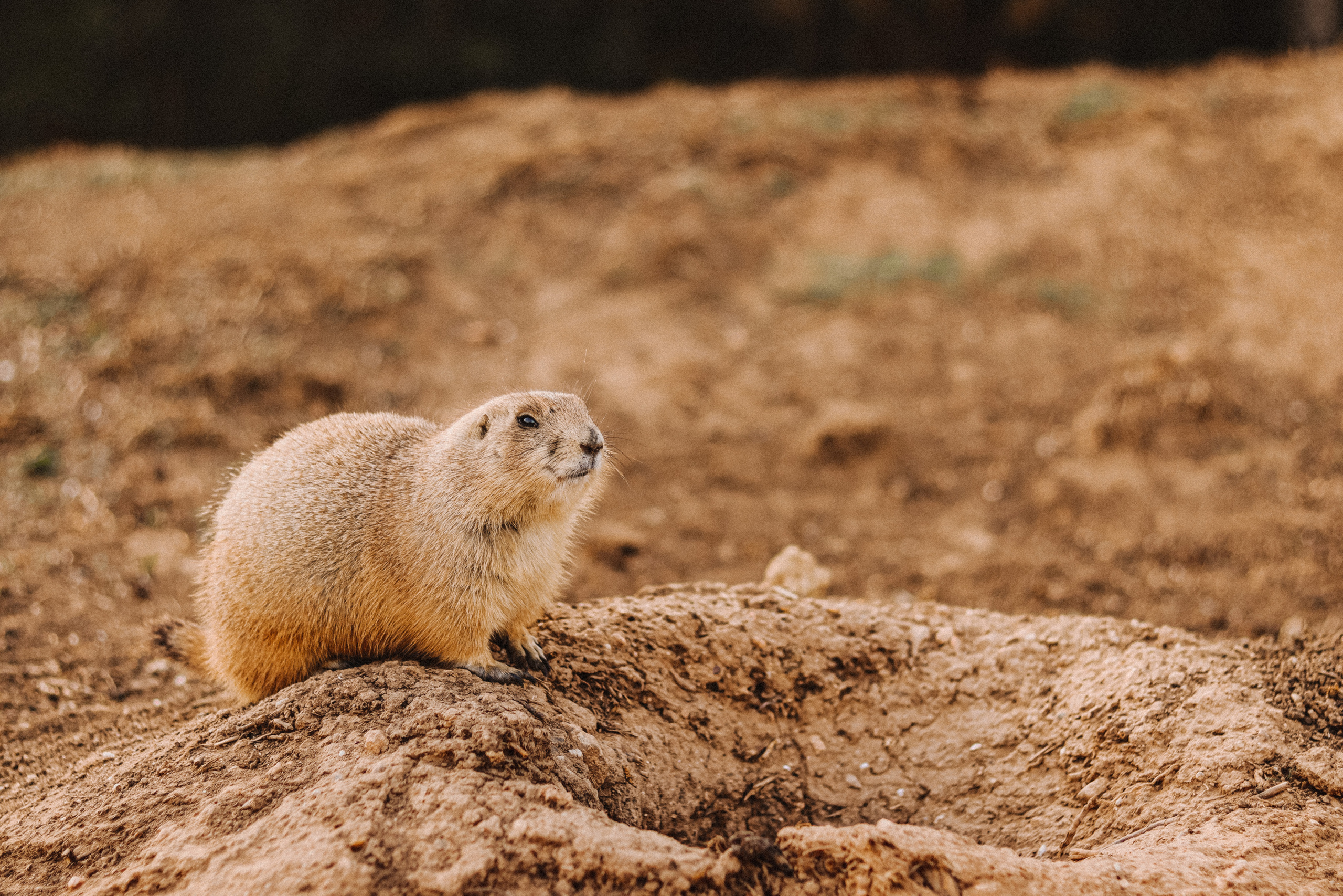 Attica Zoo, Greece, November 2021. Photographer in Israel Alice Milchin
