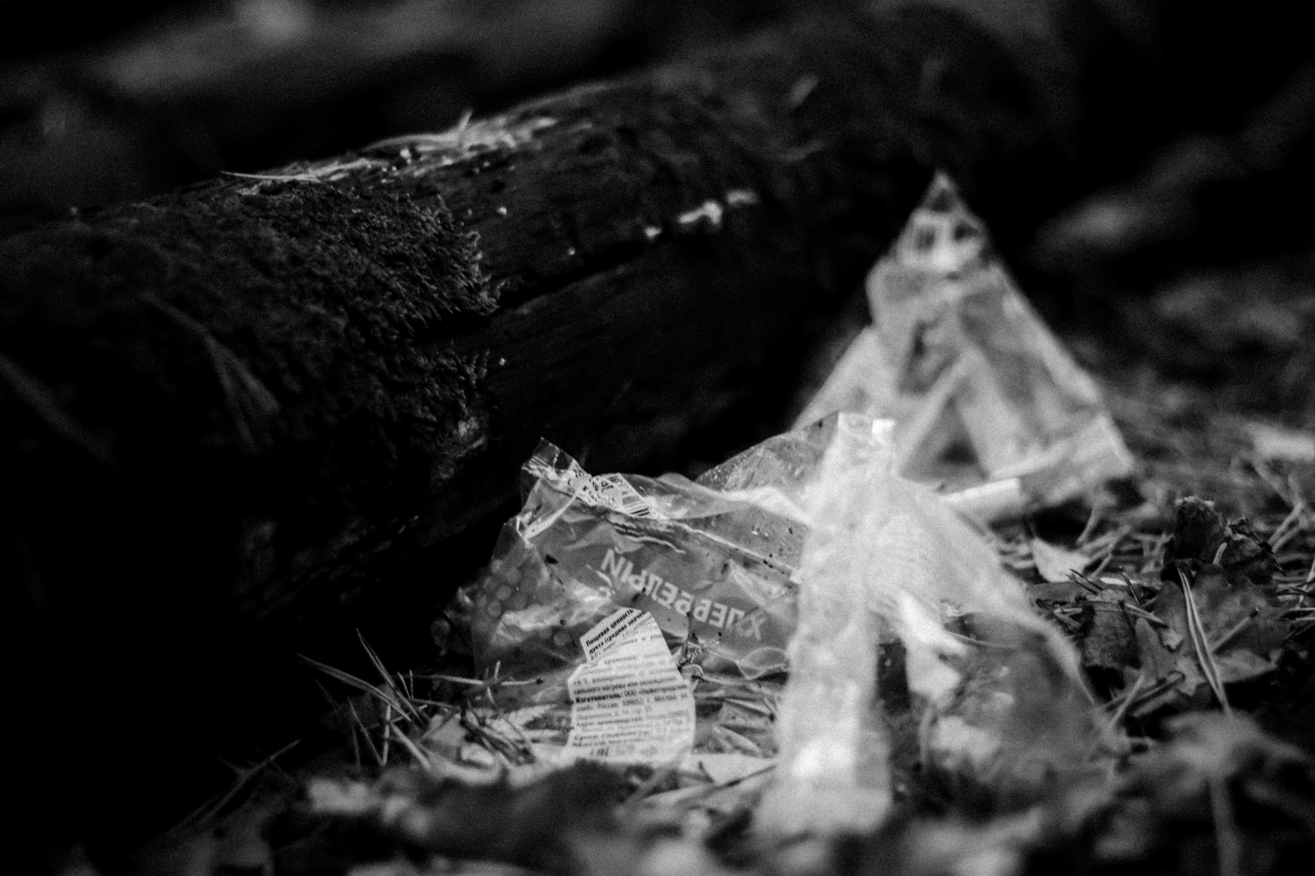 Cleaning the forest with Arshak Makichyan, September 2021. Photographer in Israel Alice Milchin