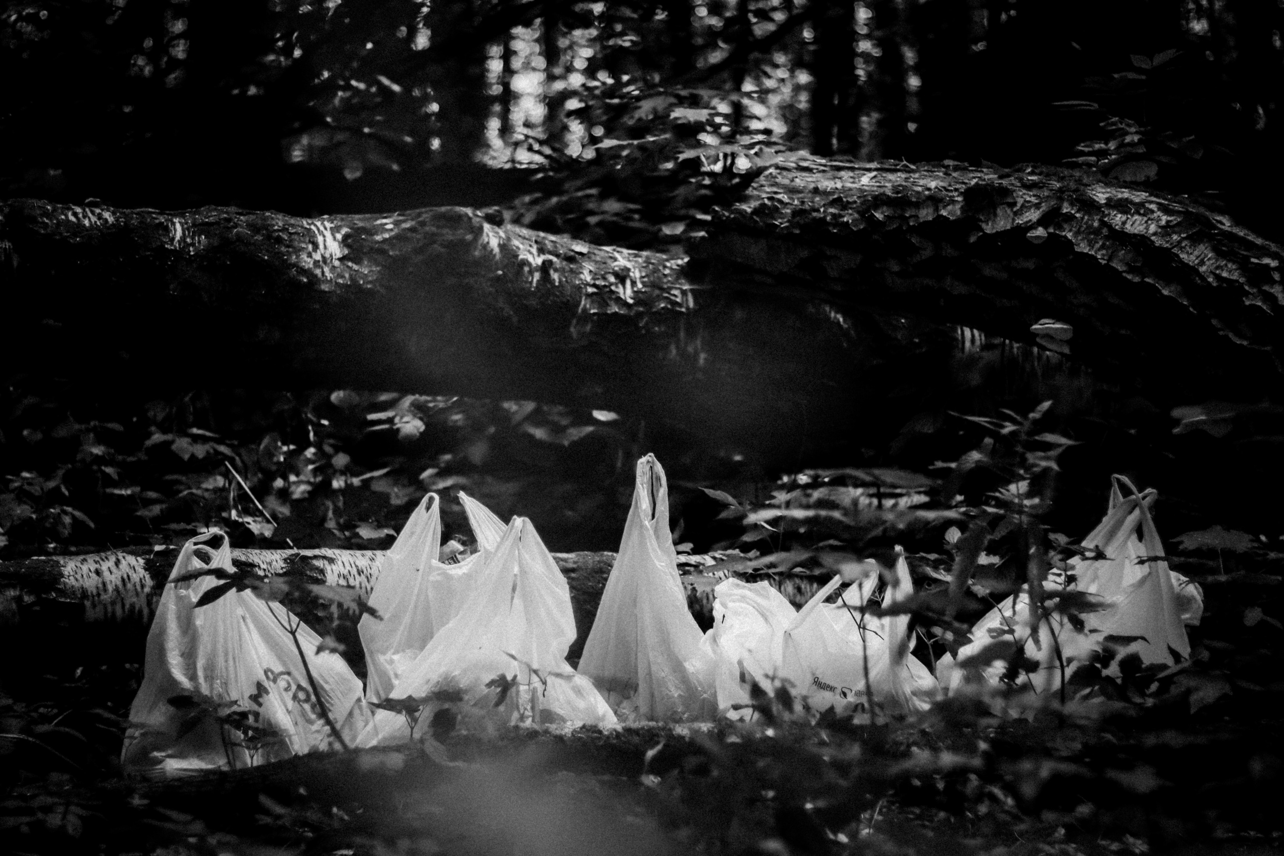 Cleaning the forest with Arshak Makichyan and Tasha Tale, August 2021. Photographer in Israel Alice Milchin