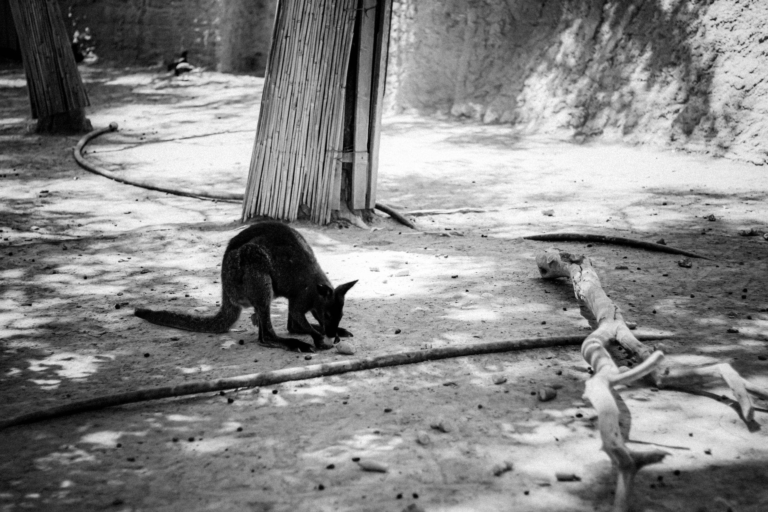 Limassol Zoo, Cyprus, August 2021. Photographer in Israel Alice Milchin