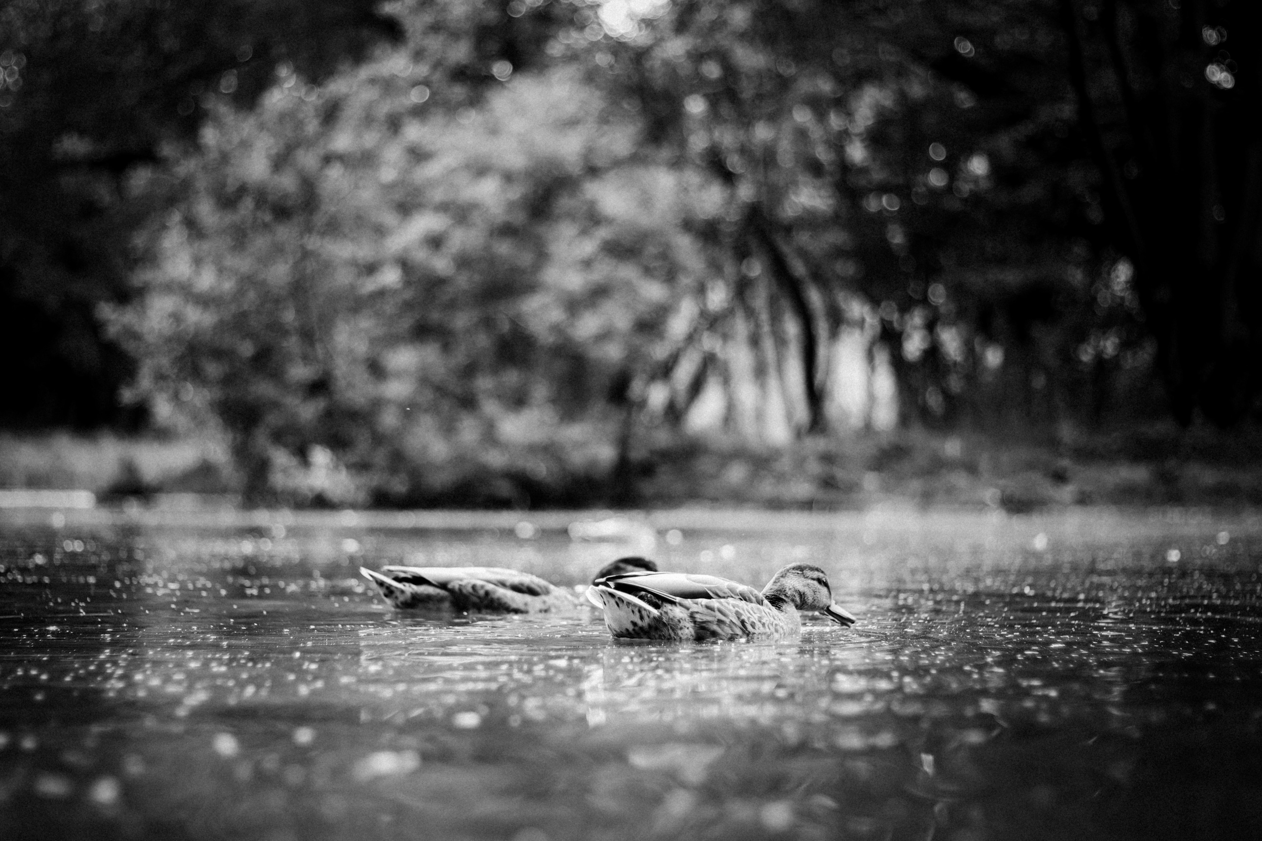 Russian nature, June 2020. Photographer in Israel Alice Milchin