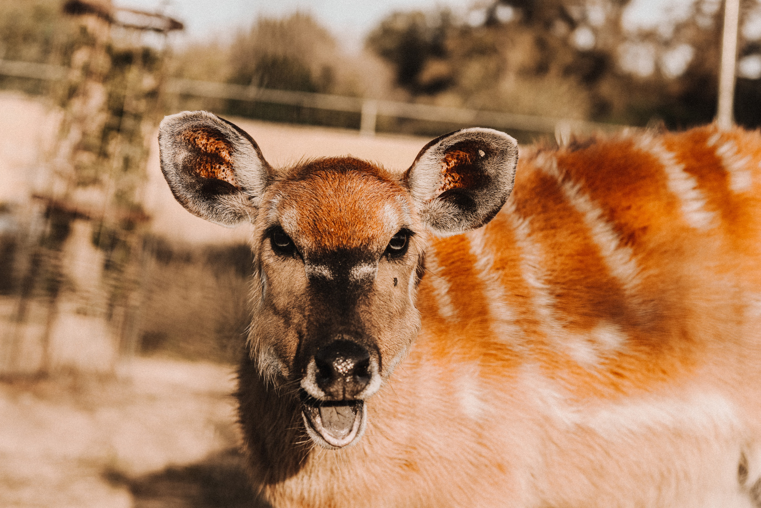 Attica Zoo, Greece, November 2021. Photographer in Israel Alice Milchin