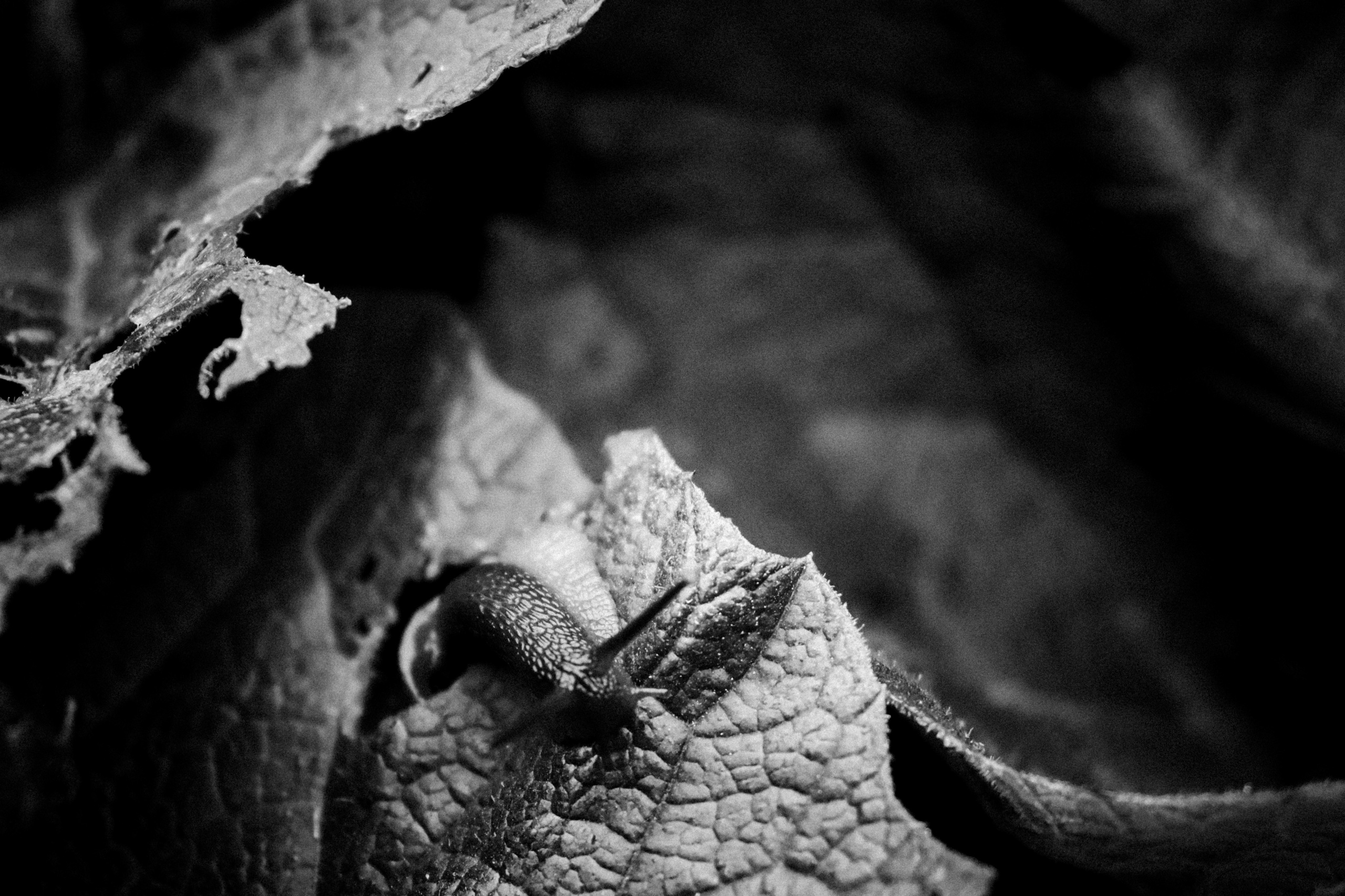 Russian nature, June 2020. Photographer in Israel Alice Milchin