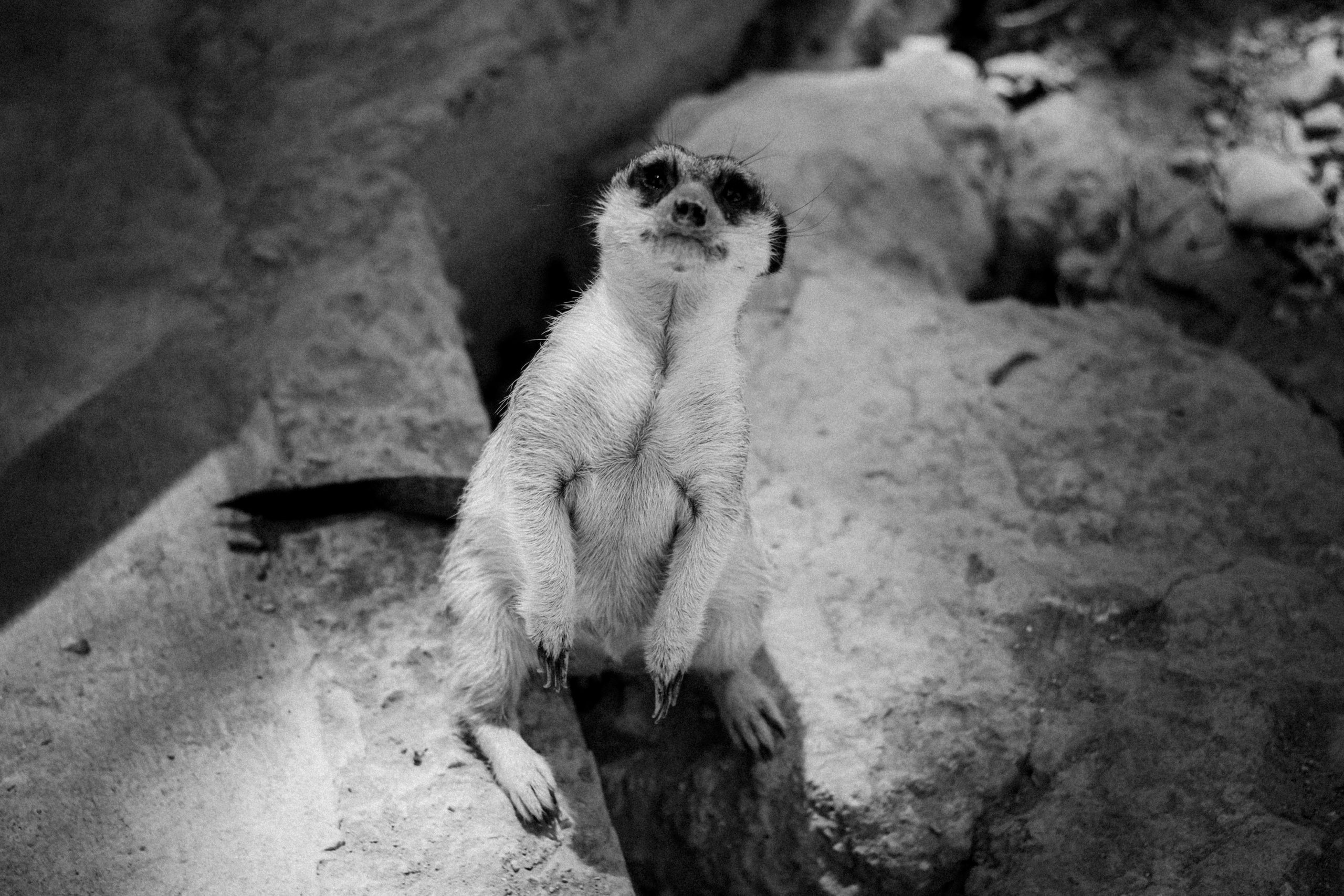 Limassol Zoo, Cyprus, August 2021. Photographer in Israel Alice Milchin