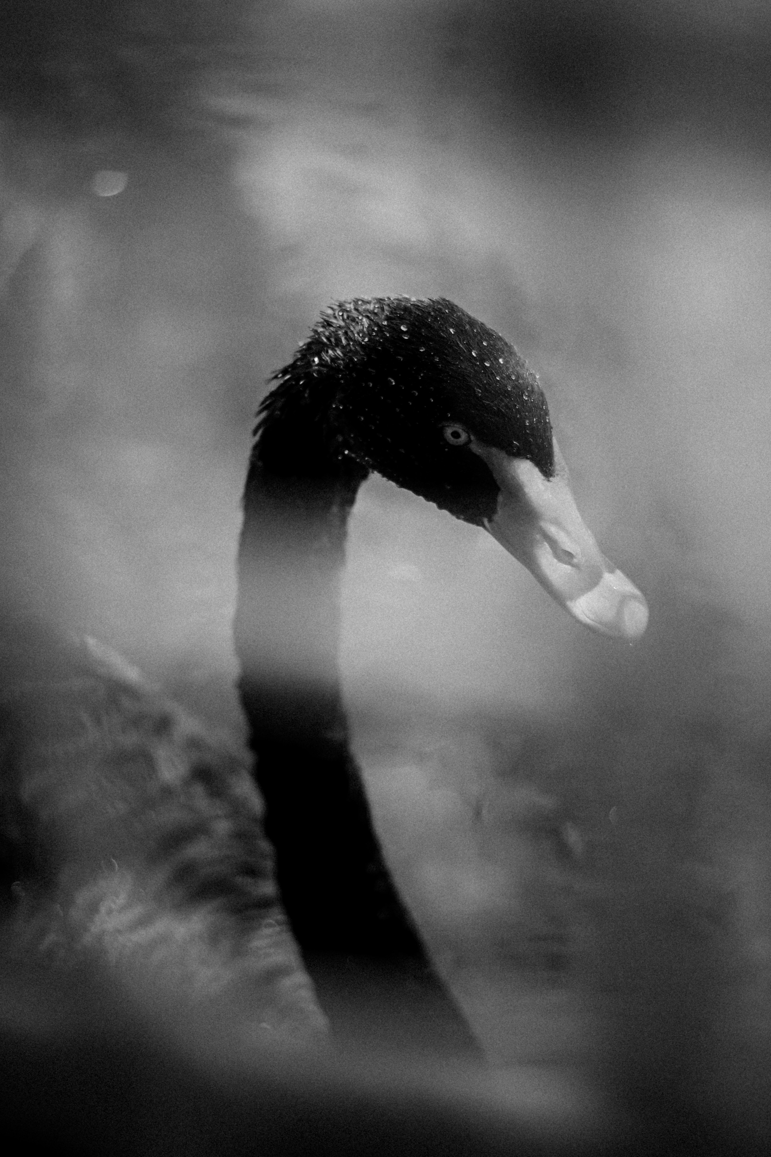 Limassol Zoo, Cyprus, August 2021. Photographer in Israel Alice Milchin