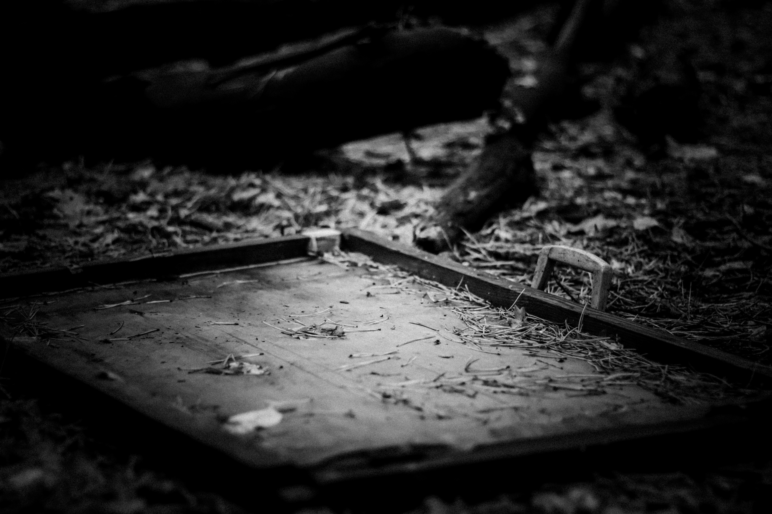 Cleaning the forest with Arshak Makichyan, September 2021. Photographer in Israel Alice Milchin