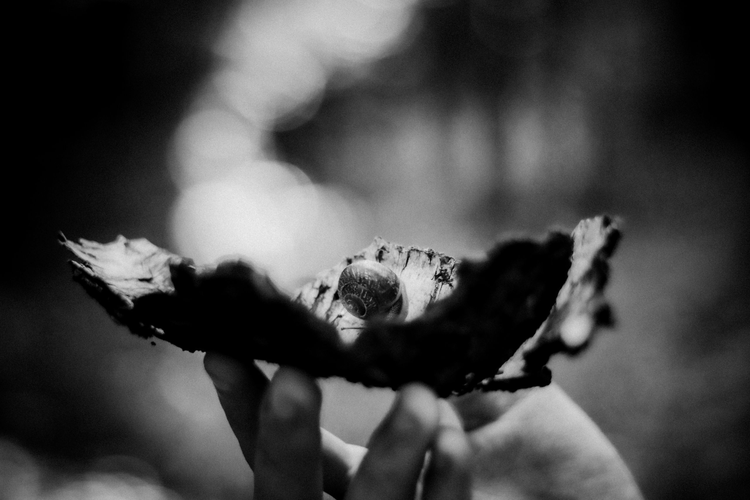 Russian nature, June 2020. Photographer in Israel Alice Milchin