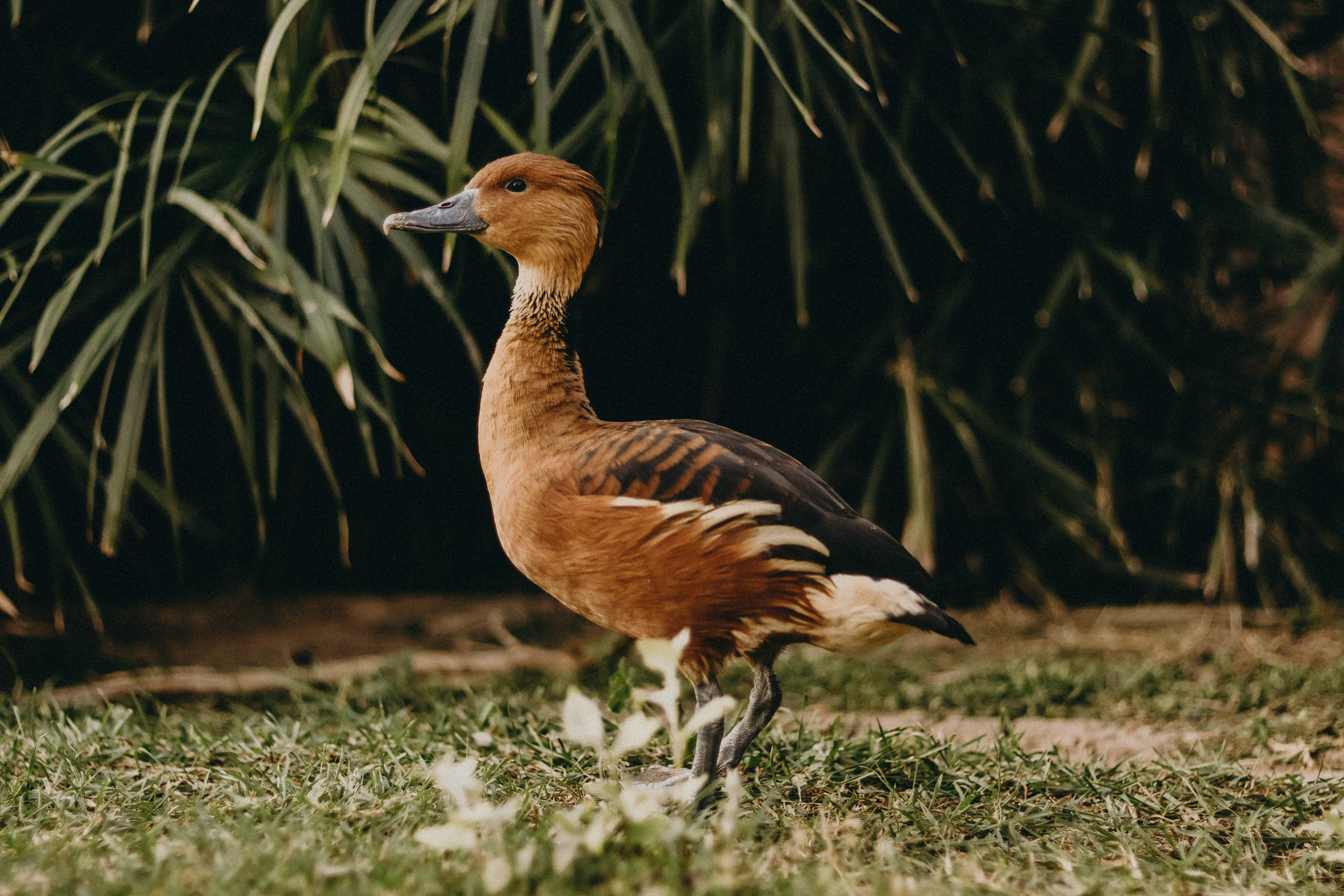 Attica Zoo, Greece, November 2021. Photographer in Israel Alice Milchin