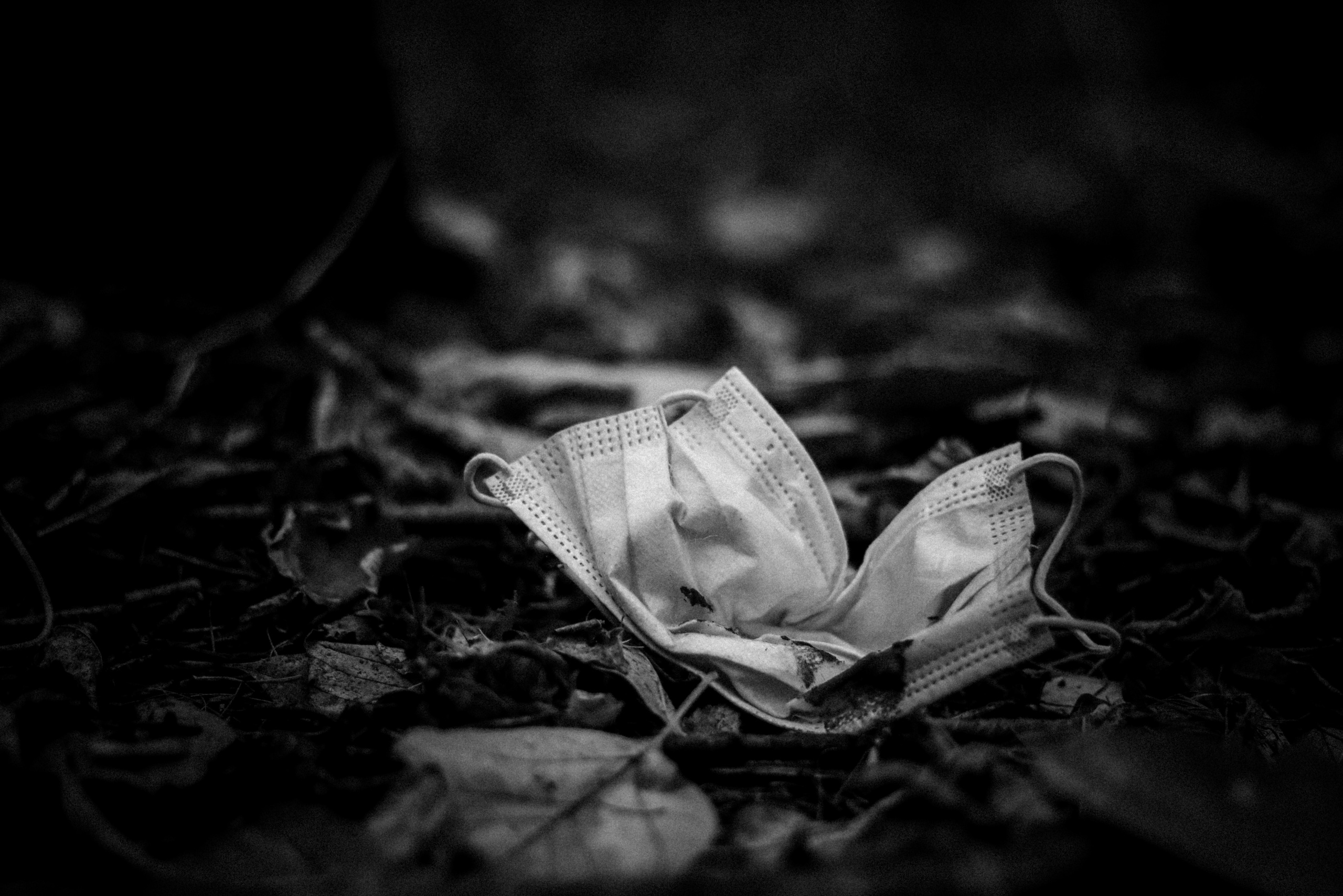 Cleaning the forest with Arshak Makichyan, September 2021. Photographer in Israel Alice Milchin