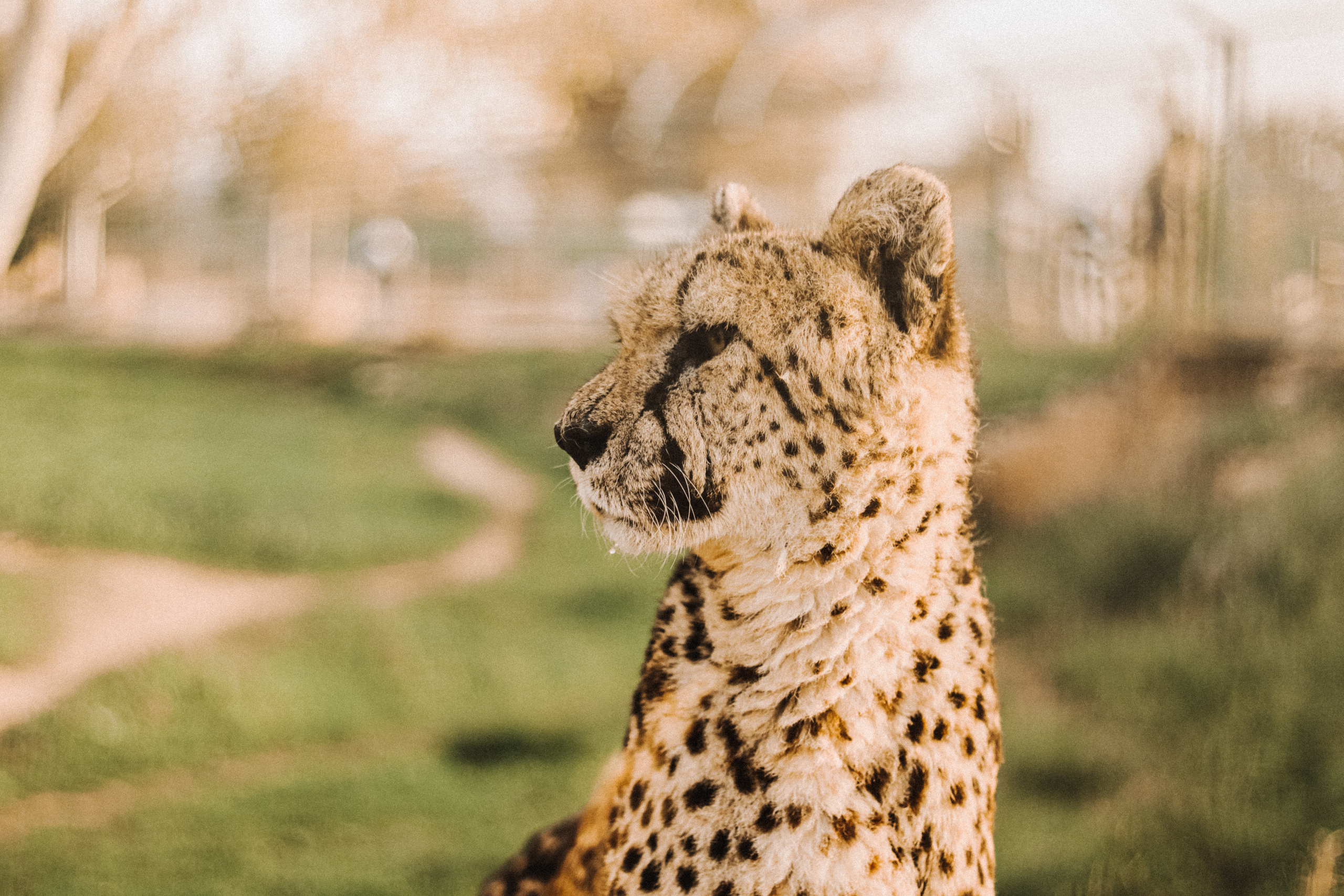 Attica Zoo, Greece, November 2021. Photographer in Israel Alice Milchin