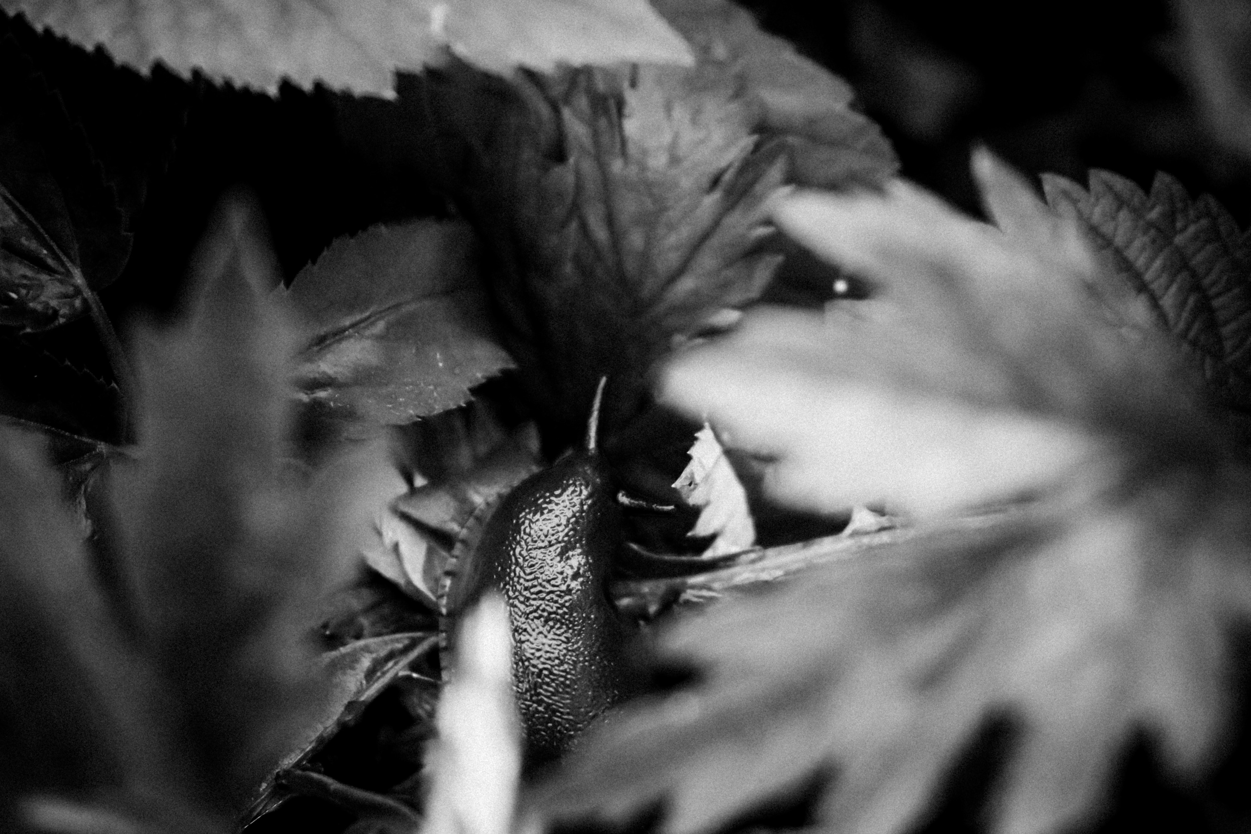 Russian nature, June 2020. Photographer in Israel Alice Milchin