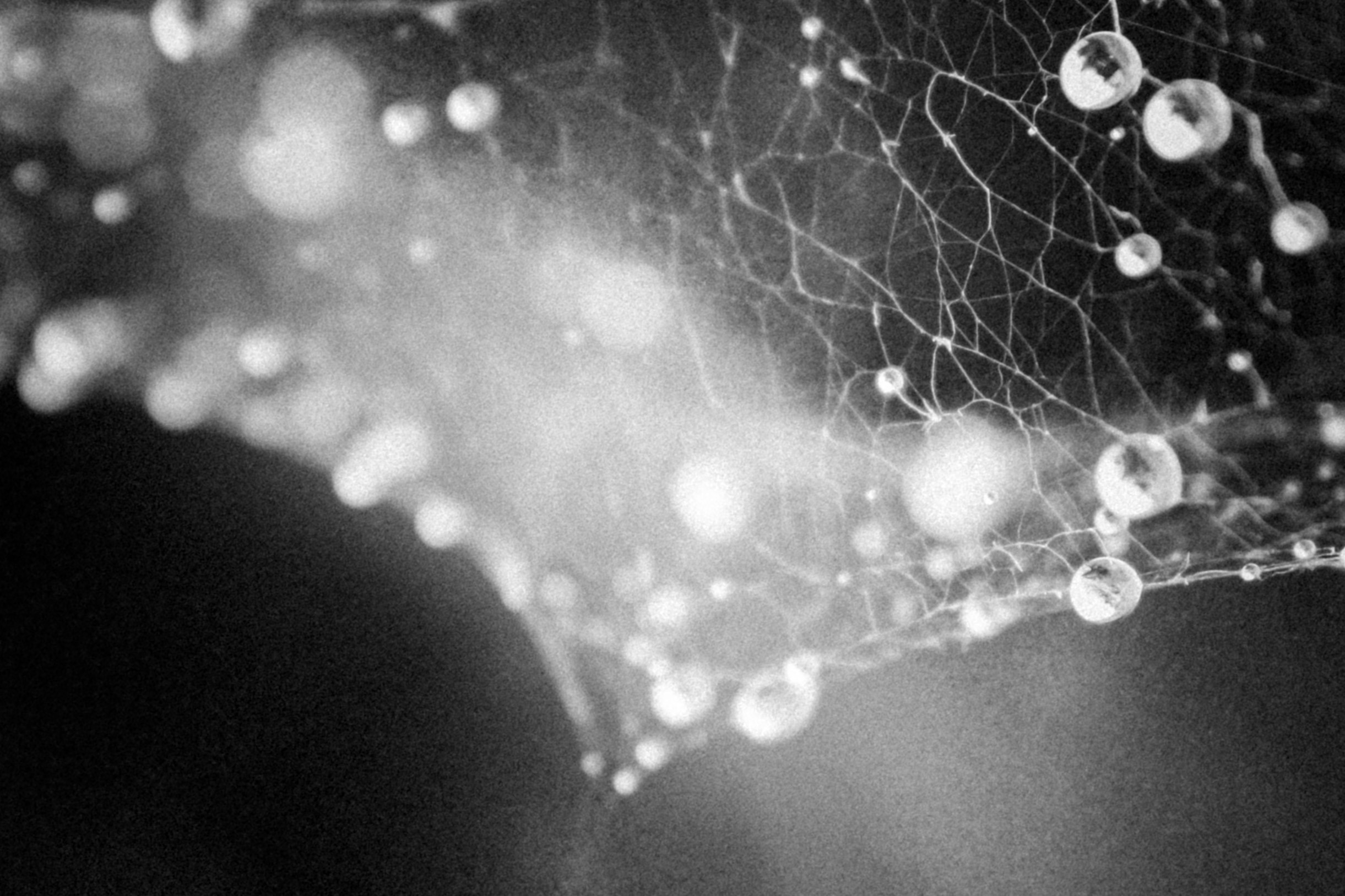 Russian nature, June 2020. Photographer in Israel Alice Milchin