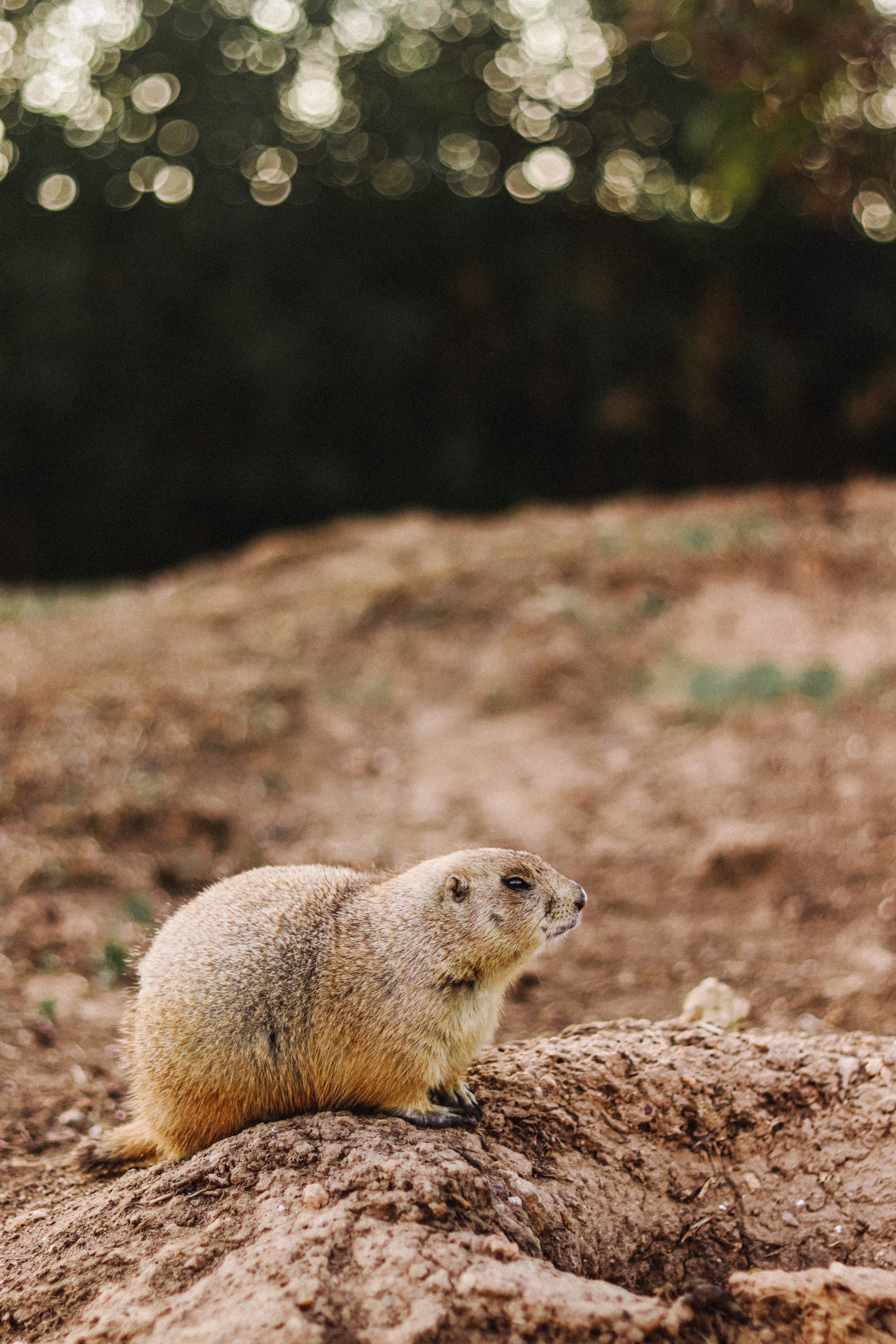 Attica Zoo, Greece, November 2021. Photographer in Israel Alice Milchin