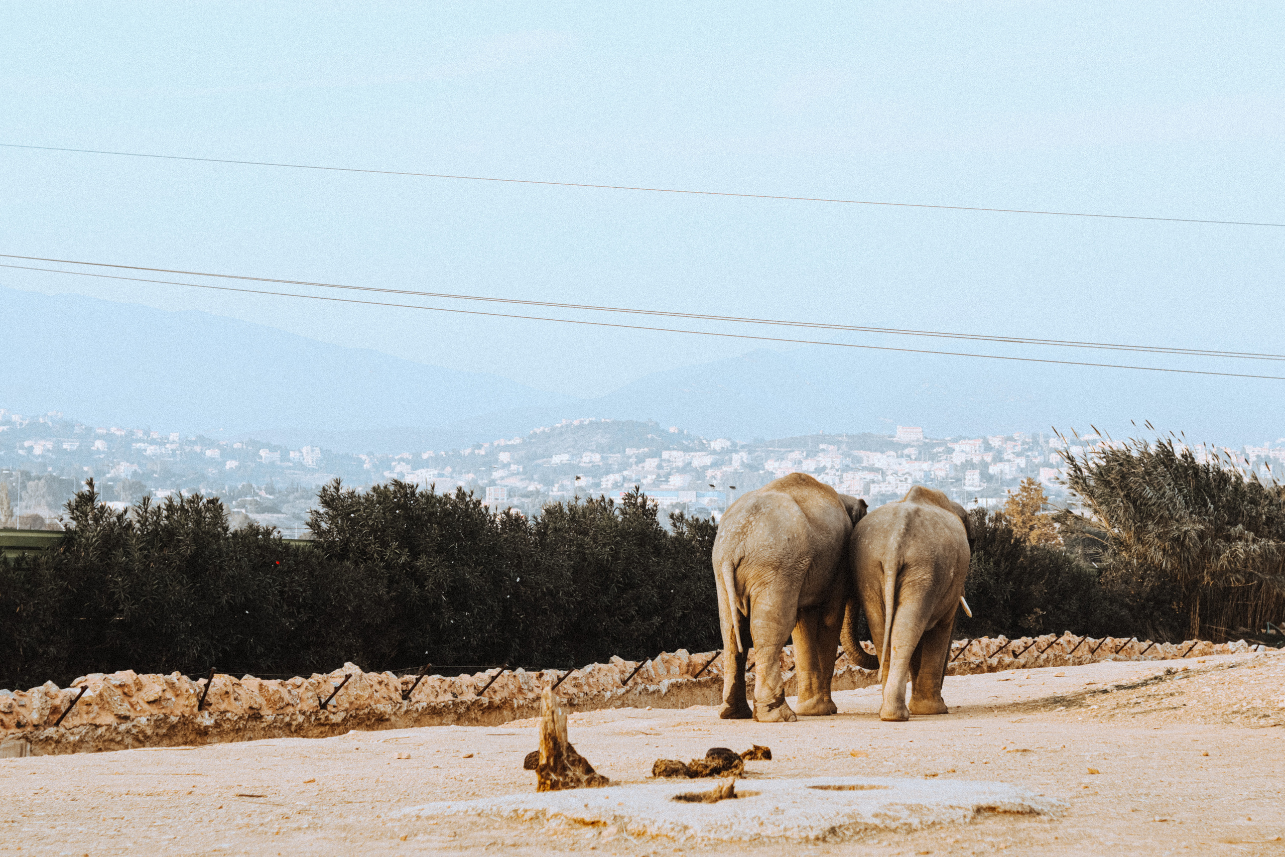 Attica Zoo, Greece, November 2021. Photographer in Israel Alice Milchin