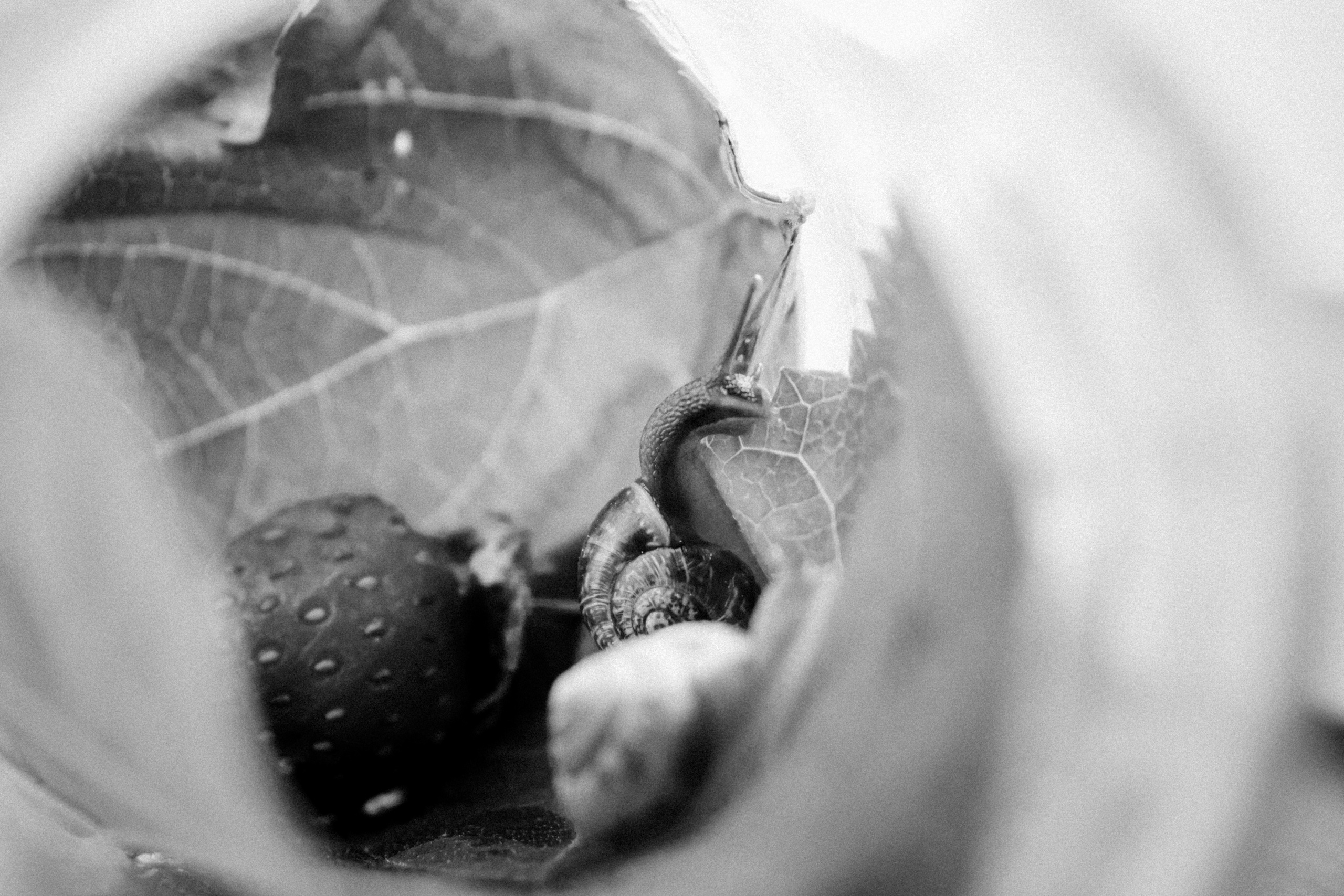 Russian nature, June 2020. Photographer in Israel Alice Milchin