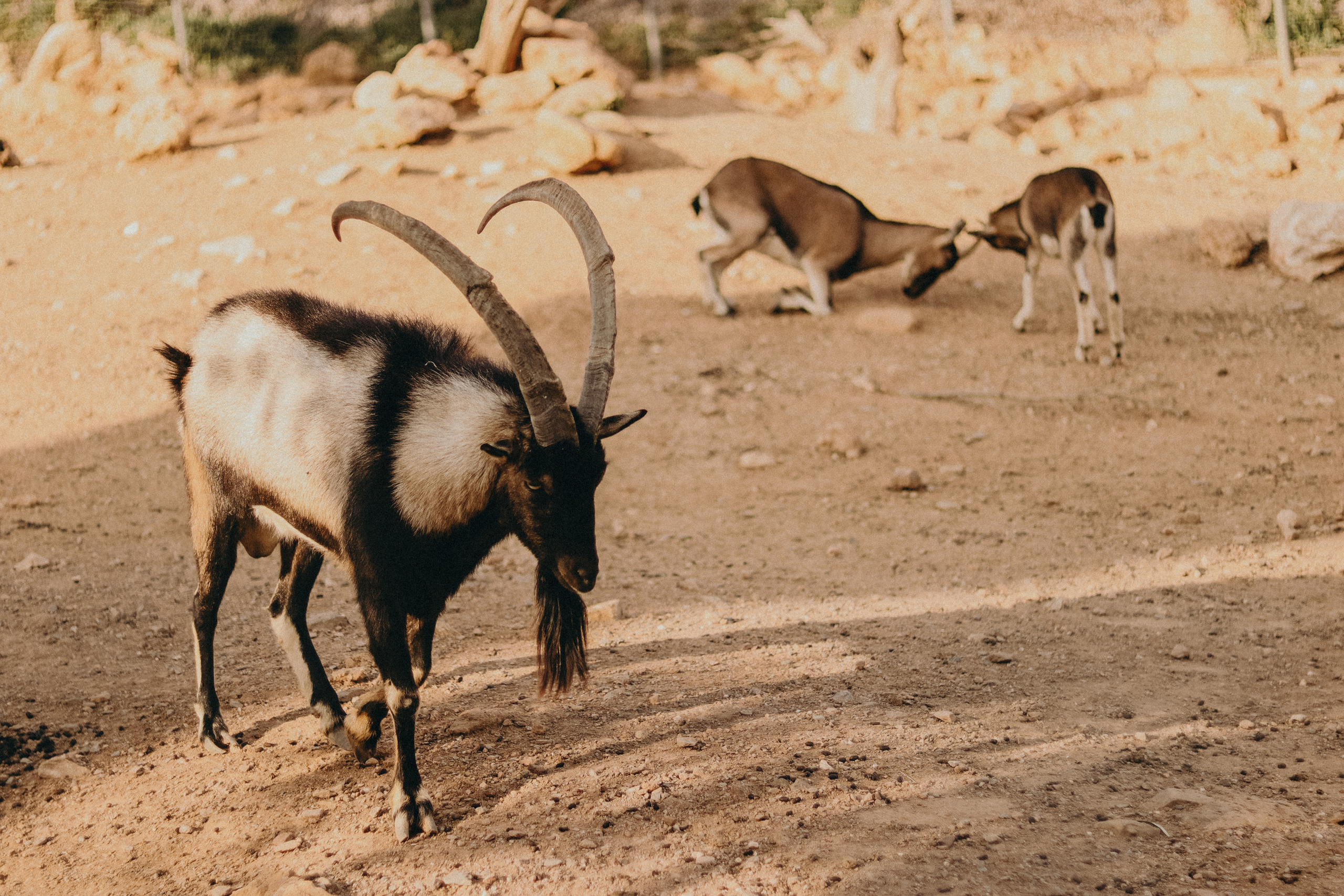 Attica Zoo, Greece, November 2021. Photographer in Israel Alice Milchin