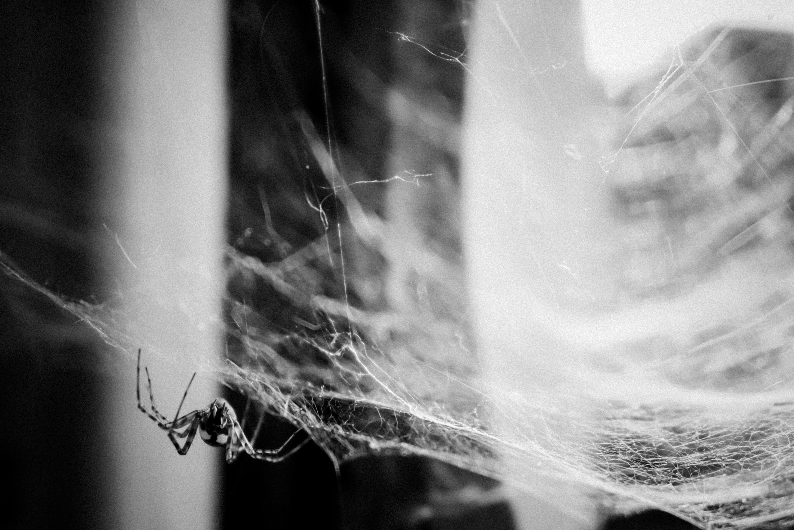 Russian nature, June 2020. Photographer in Israel Alice Milchin