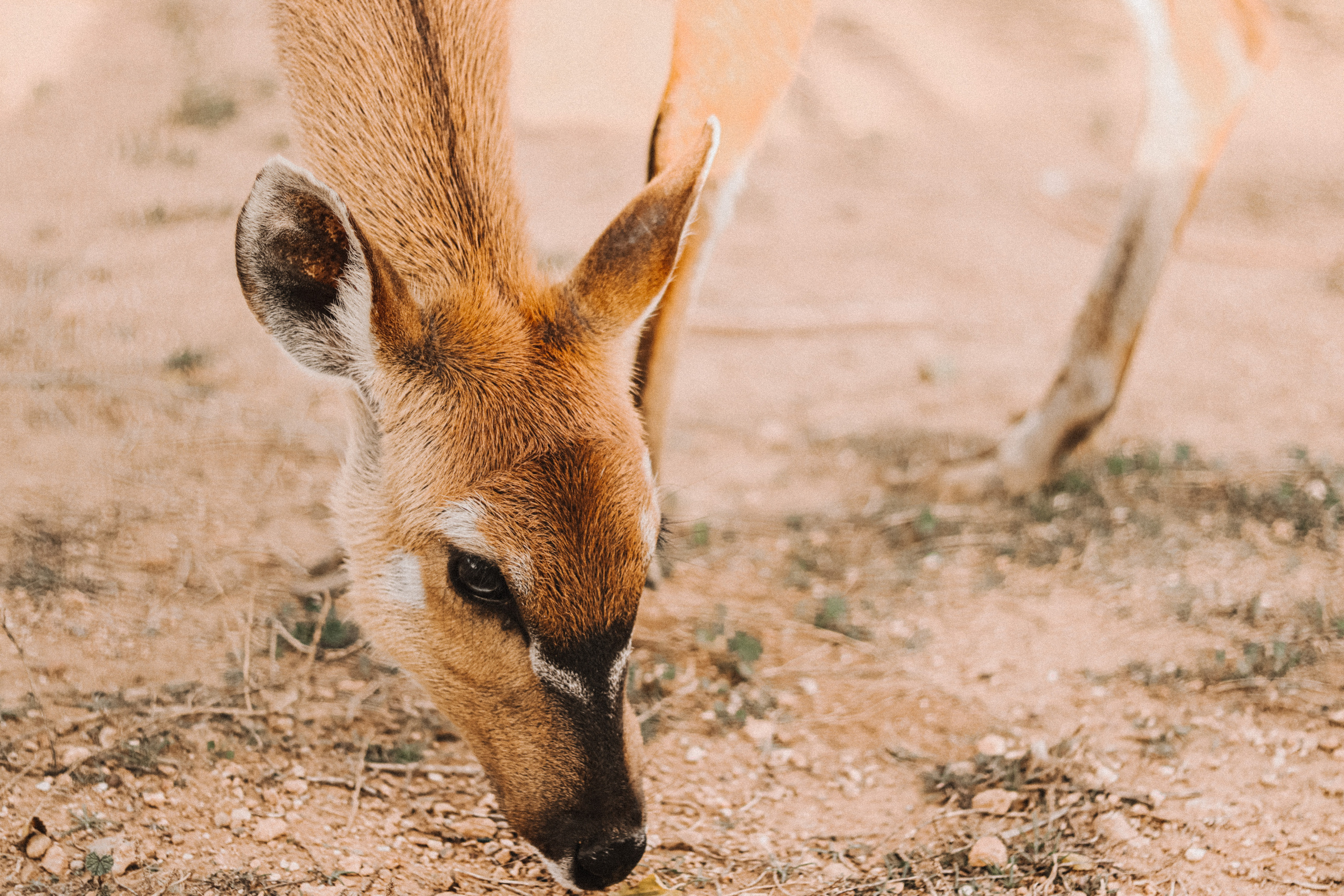 Attica Zoo, Greece, November 2021. Photographer in Israel Alice Milchin