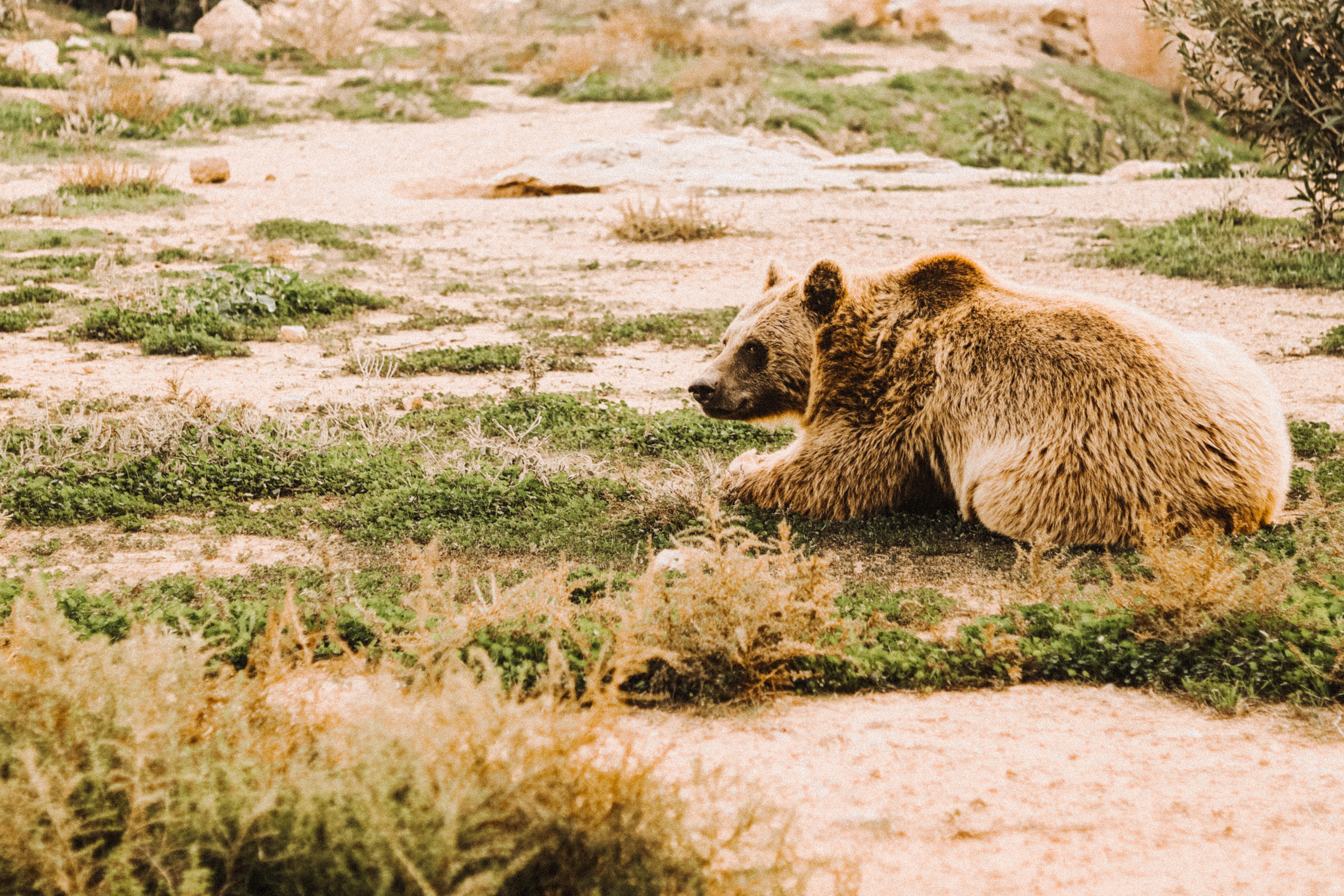 Attica Zoo, Greece, November 2021. Photographer in Israel Alice Milchin
