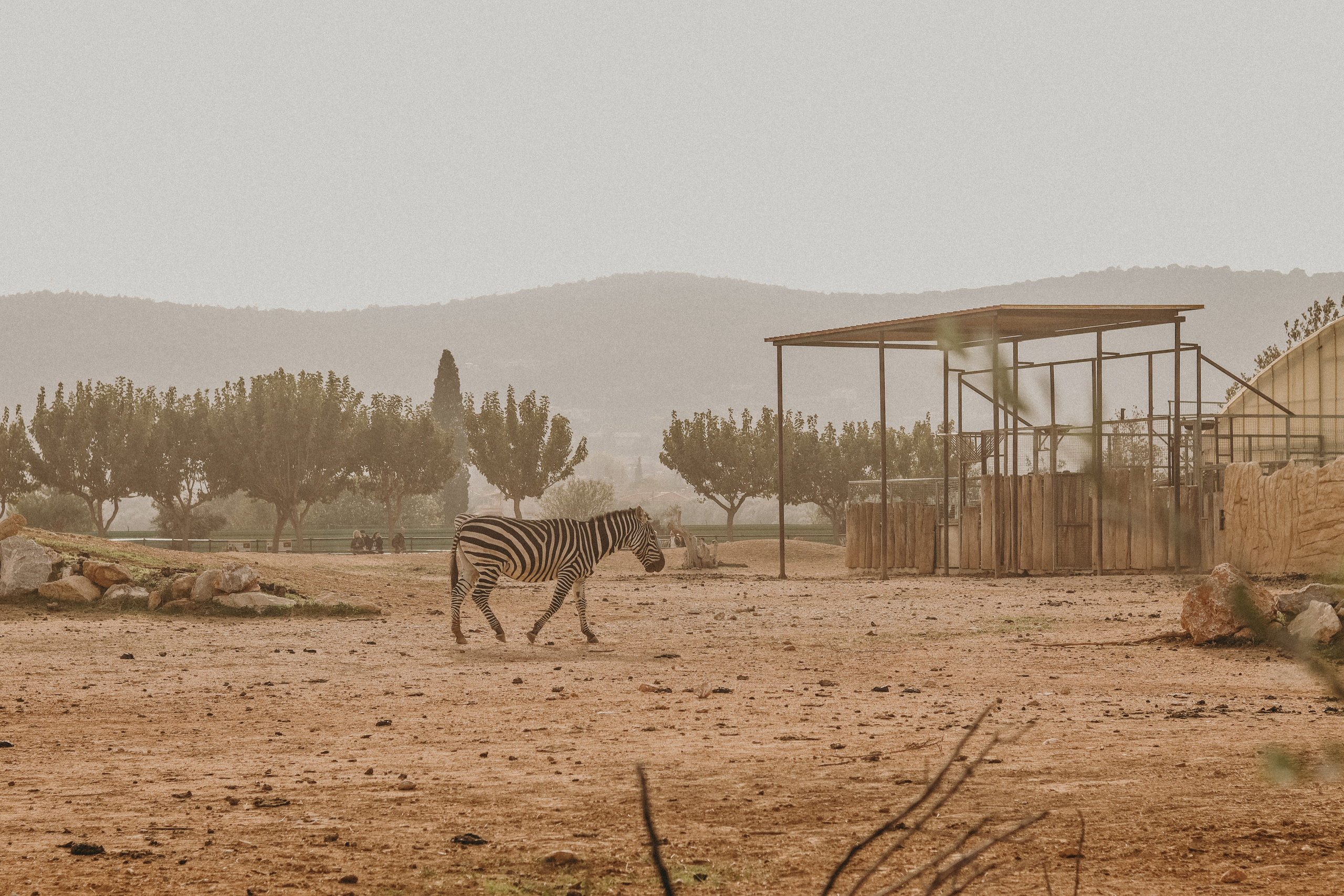 Attica Zoo, Greece, November 2021. Photographer in Israel Alice Milchin
