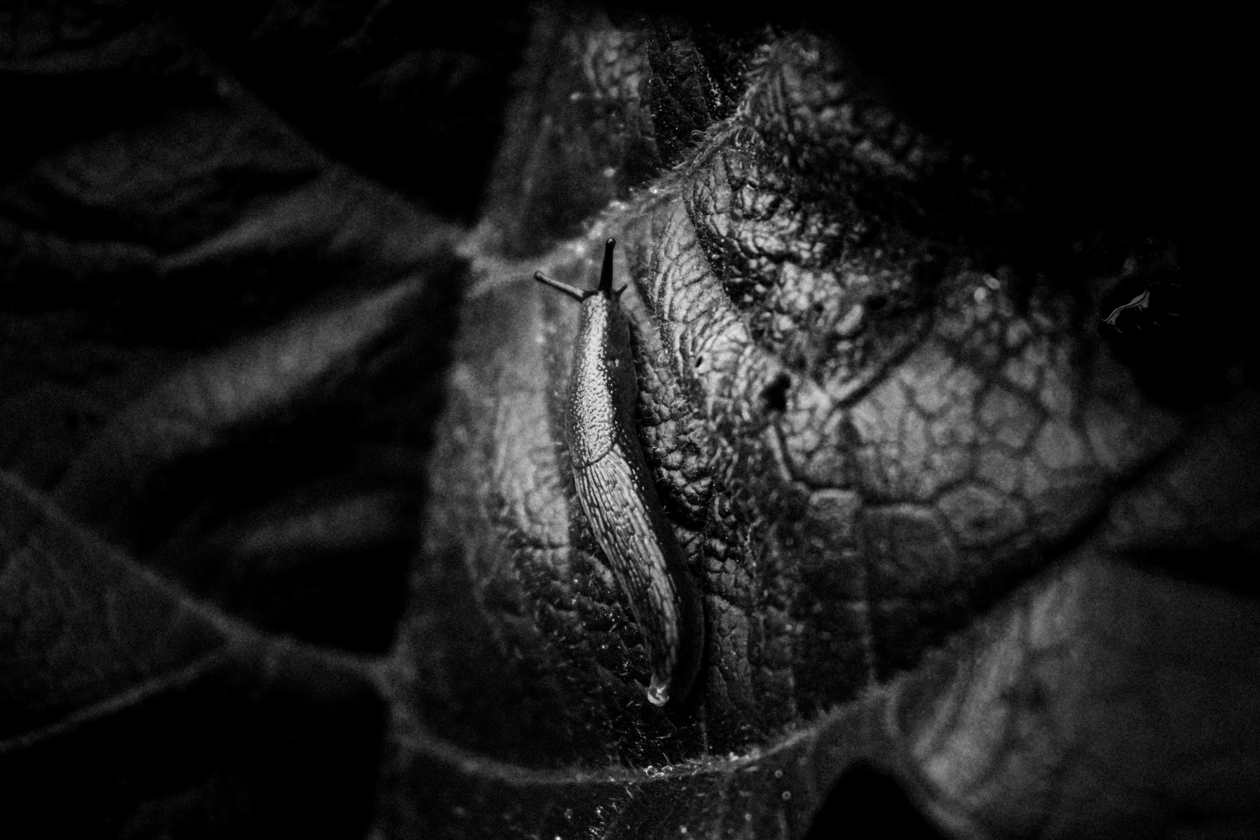 Russian nature, June 2020. Photographer in Israel Alice Milchin