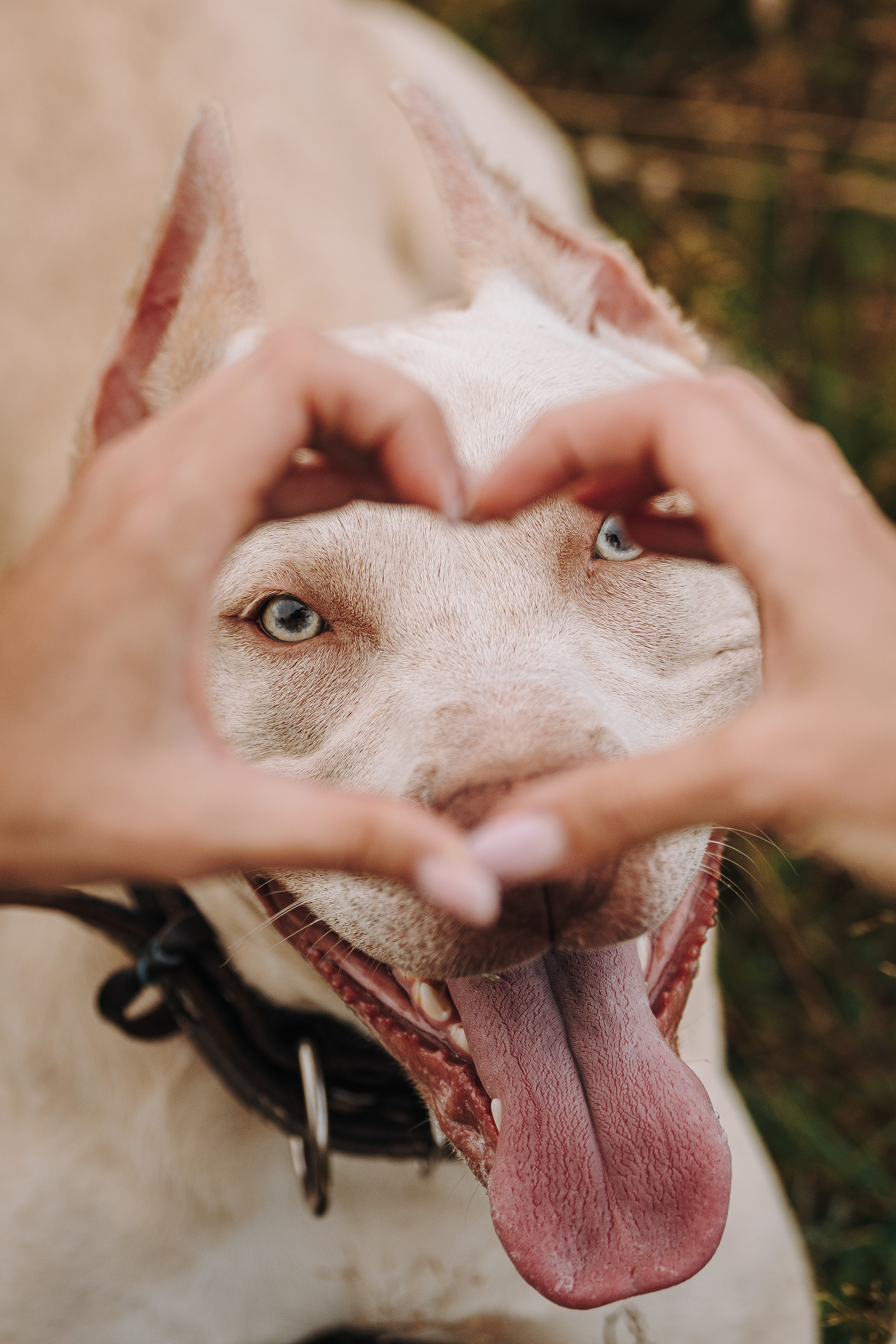 Оля и Гламур. Фотограф анималист в Спб недорого Олеся Майорова