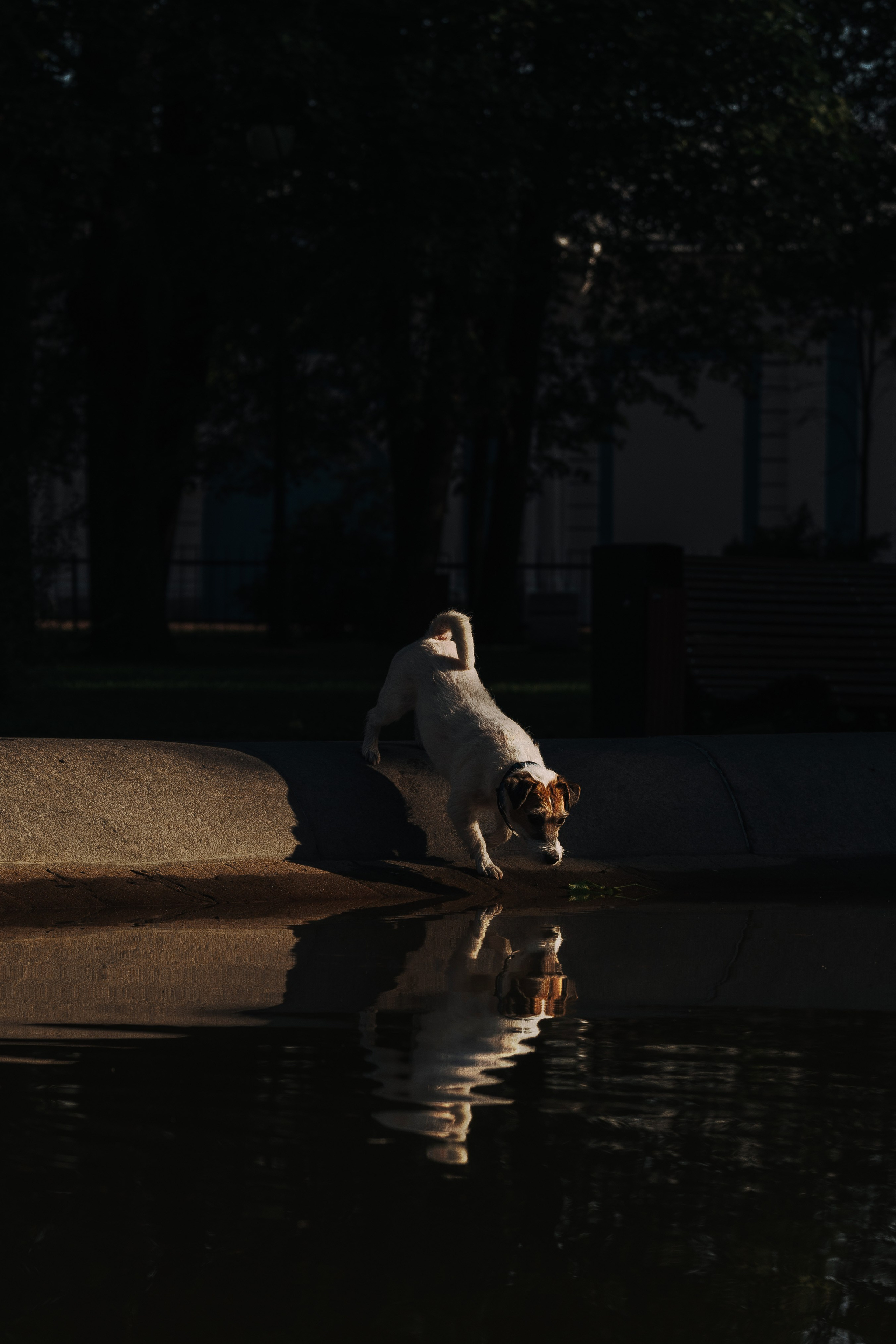 Ларс, Лукас и Ольга. Фотограф анималист в Спб недорого Олеся Майорова
