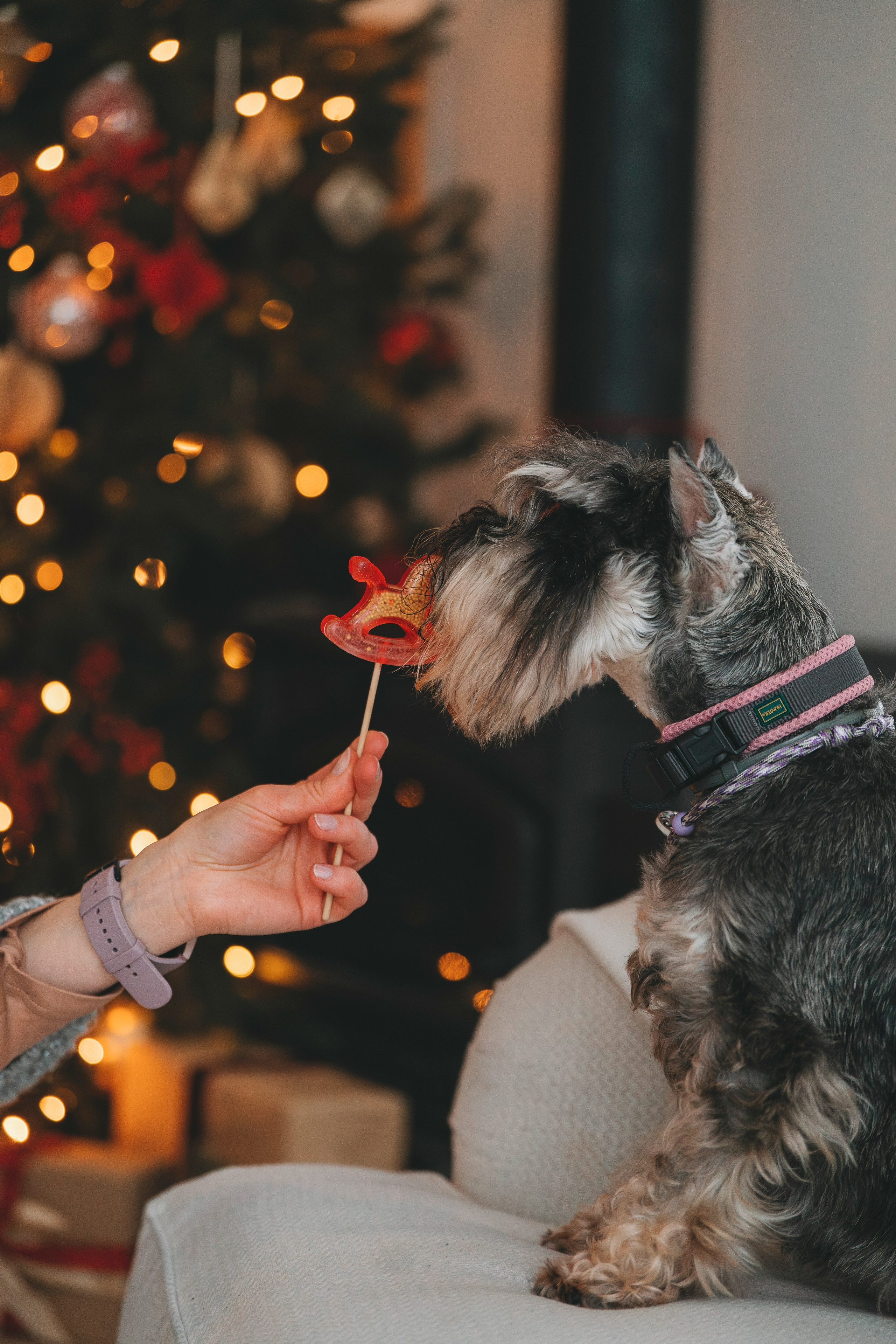 Ольга и Сатори. Фотограф анималист в Спб недорого Олеся Майорова
