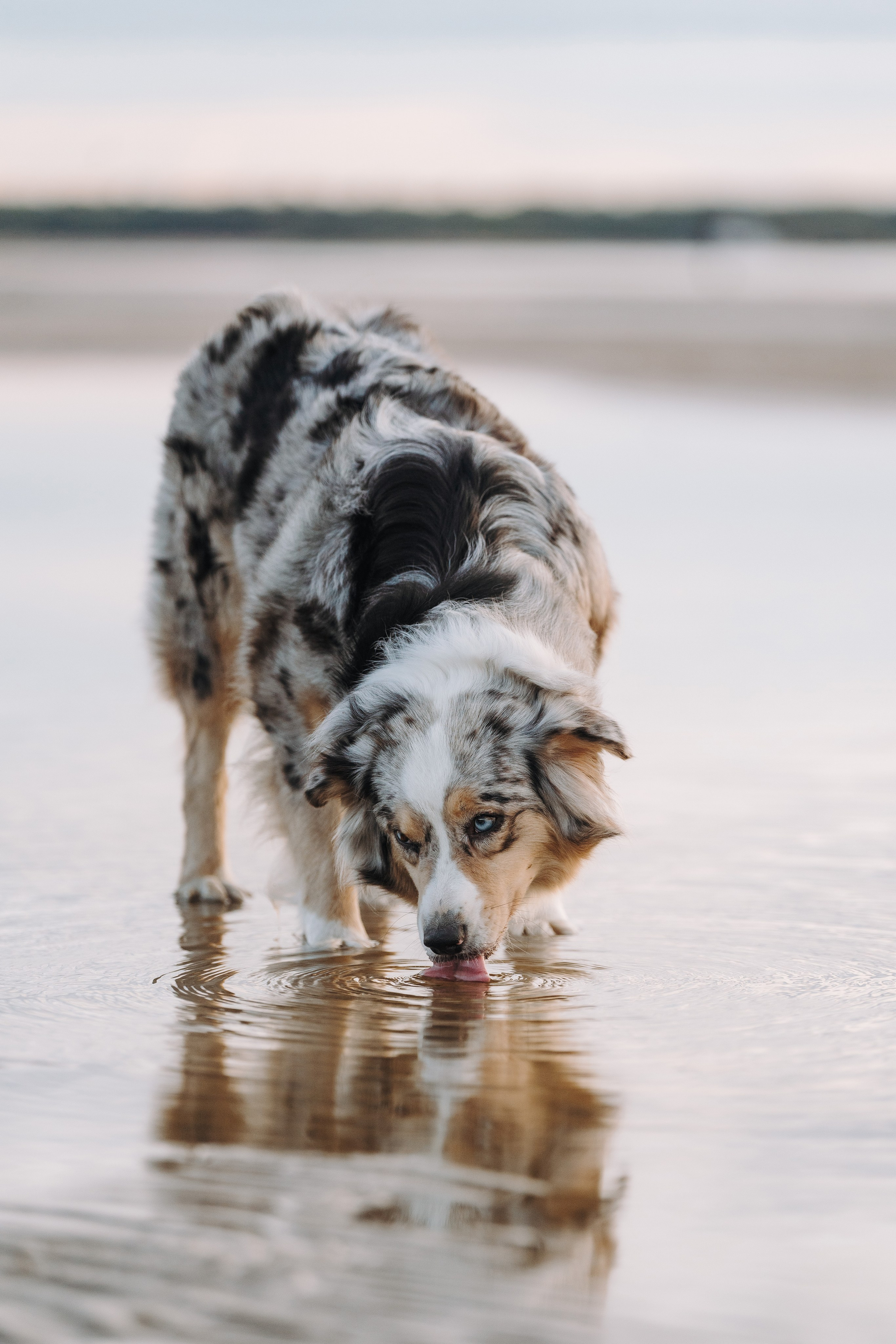 Фотограф анималист в Спб. Фотограф анималист в Спб недорого Олеся Майорова
