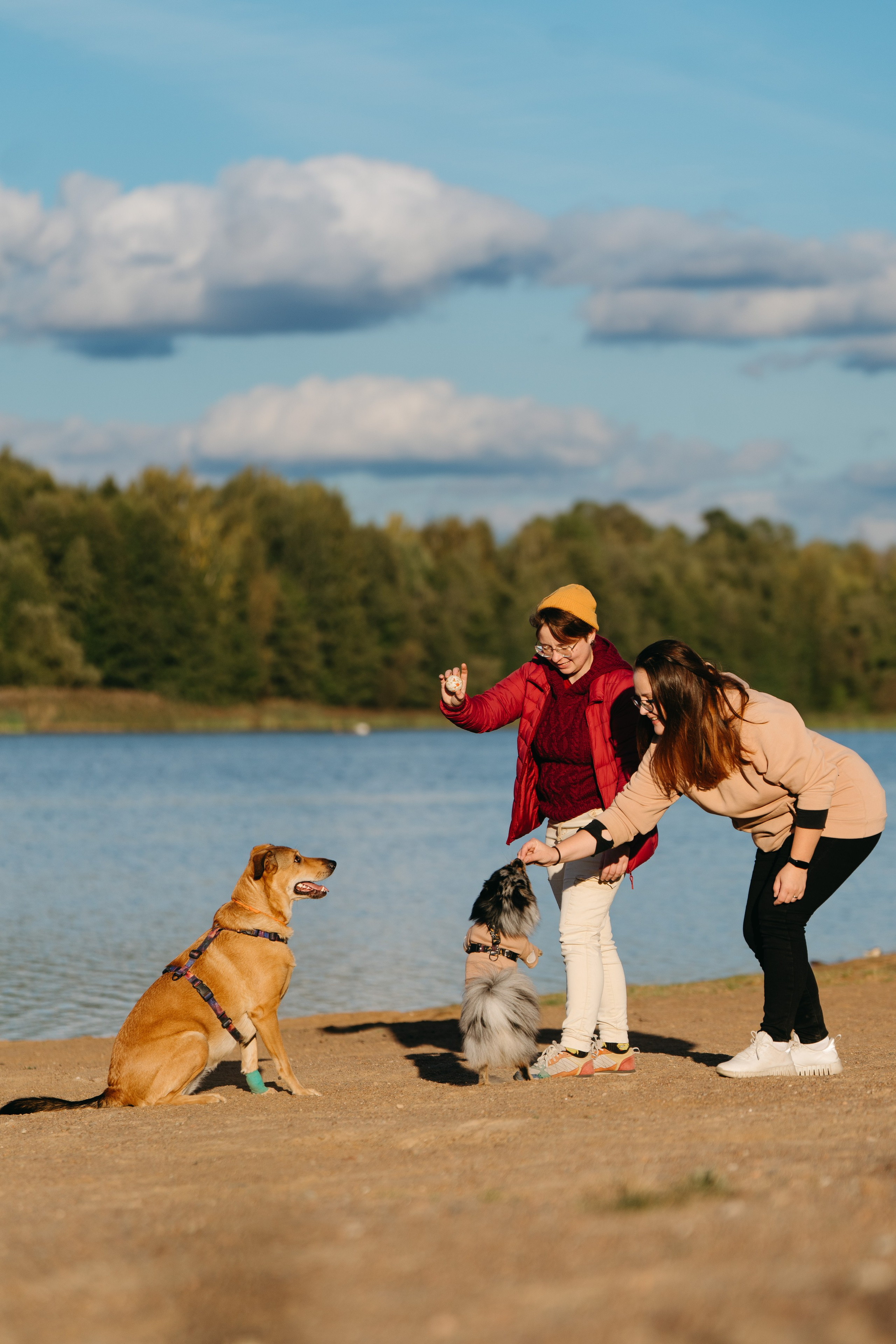 Семейная фотосессия с двумя собаками на закате. Фотограф анималист в Спб недорого Олеся Майорова