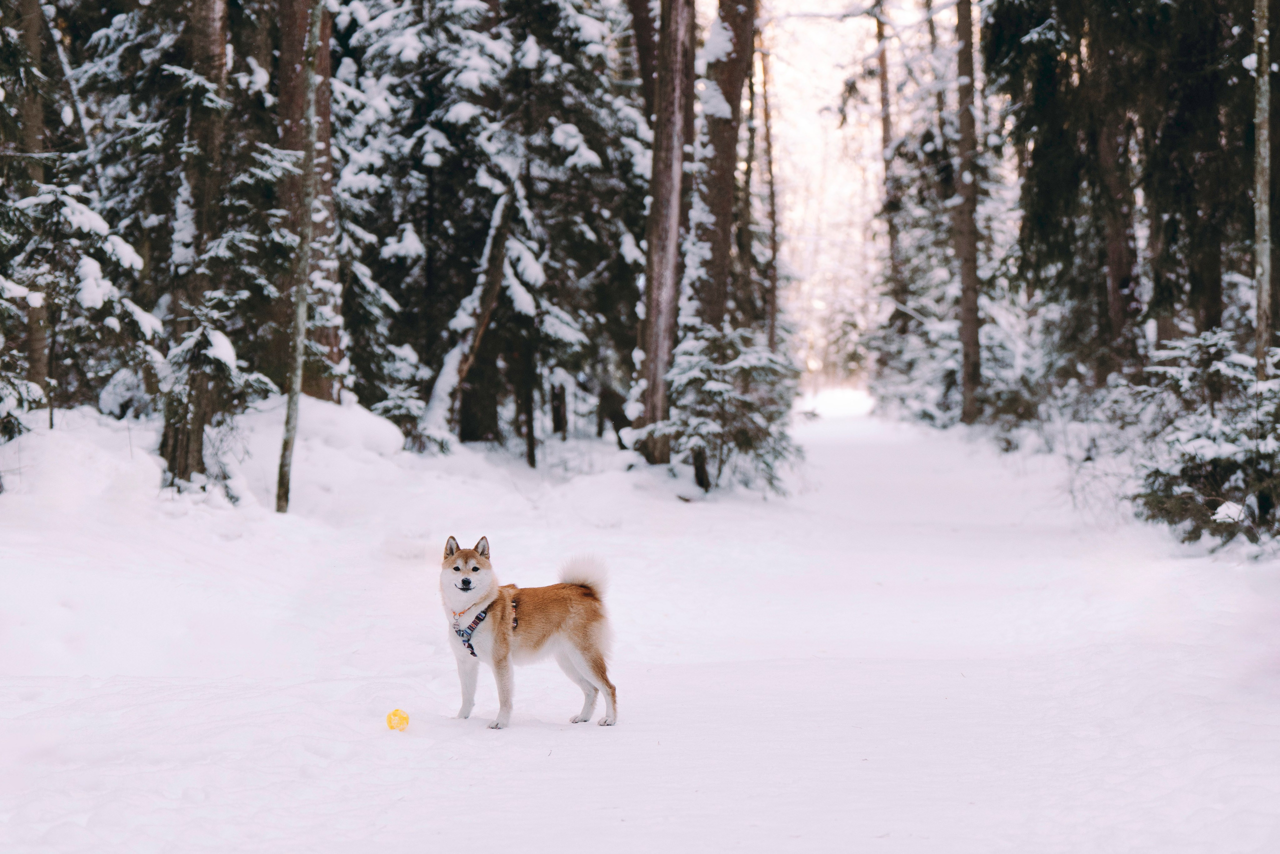 Каори, Анна и Антон. Фотограф анималист в Спб недорого Олеся Майорова