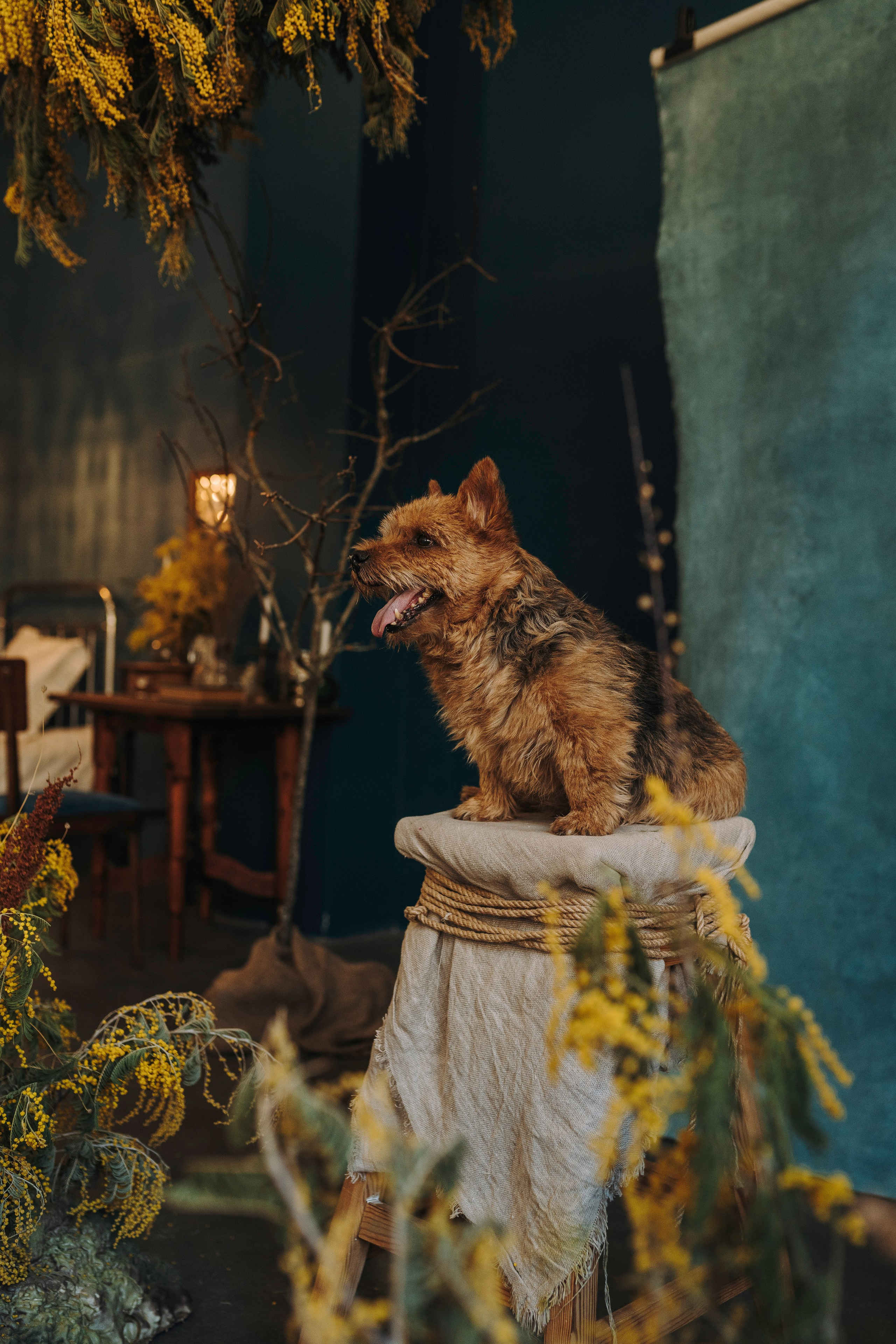 Маша и Рамси. Фотограф анималист в Спб недорого Олеся Майорова