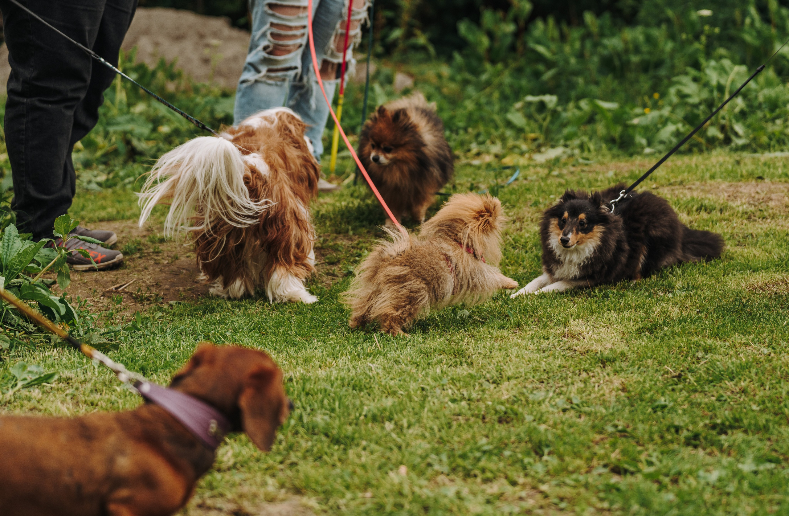 Соревнования по ноузворку. Фотограф анималист в Спб недорого Олеся Майорова