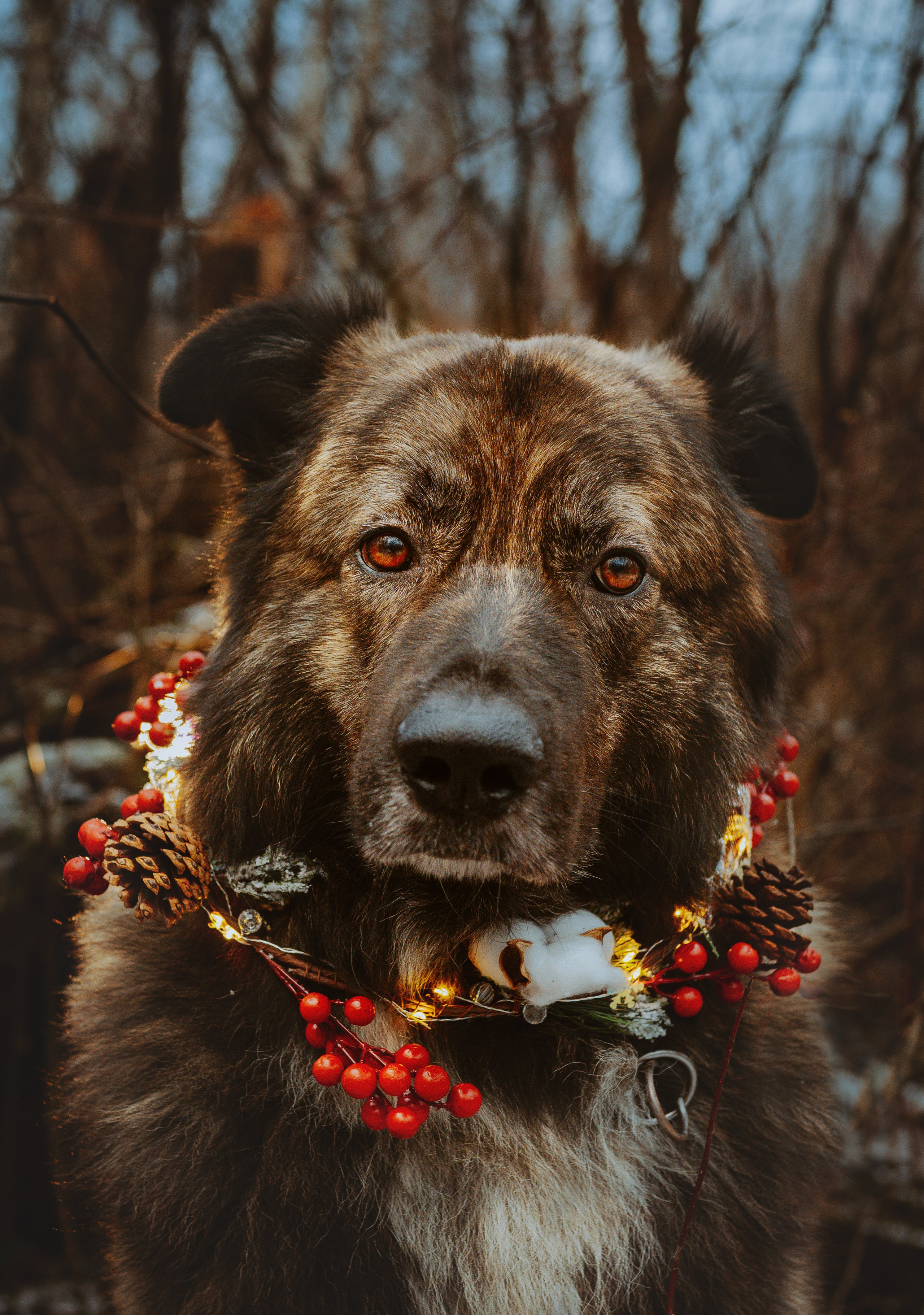 Творческая фотосессия фотографа анималиста. Фотограф анималист в Спб недорого Олеся Майорова
