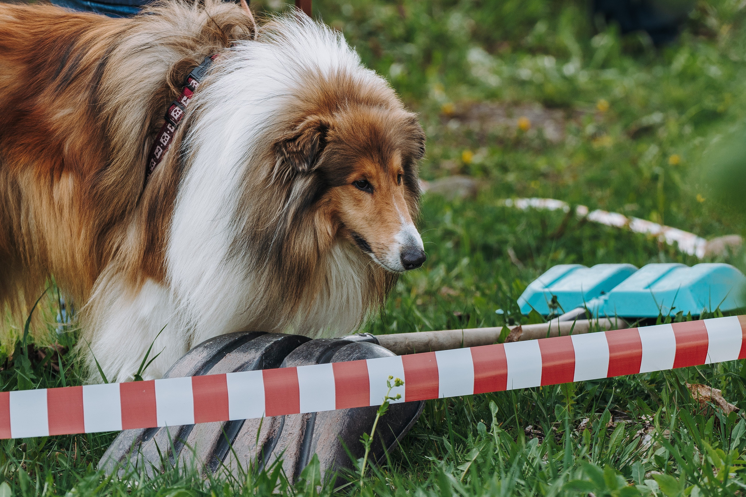 Соревнования по ноузворку в Лосево. Фотограф анималист в Спб недорого Олеся Майорова