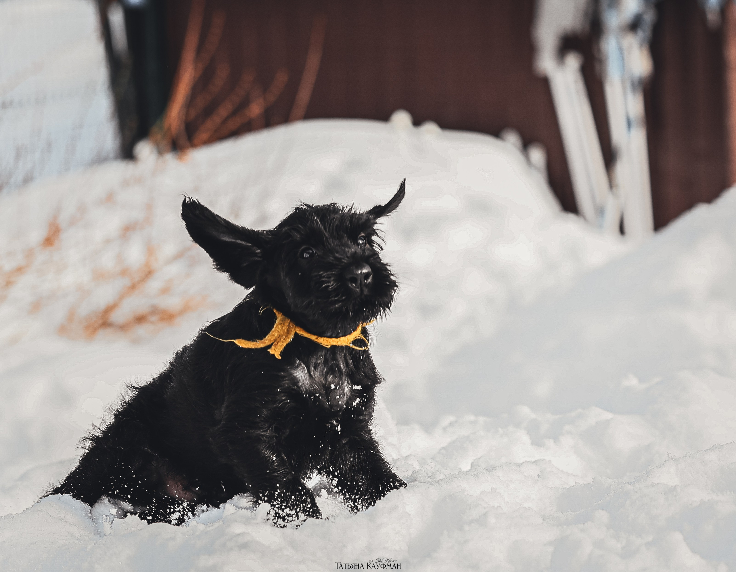 Ризеншнауцер, щенки ризеншнауцера, купить ризеншнауцера, купить щенка, ризеншнауцер Новосибирск, фотосъемка щенков, фотосессия собак, заказать фотосессию, фотографии щенков, сфотографировать щенка, фотограф Анималист, фотограф собак Новосибирск, фотограф анималист Новосибирск